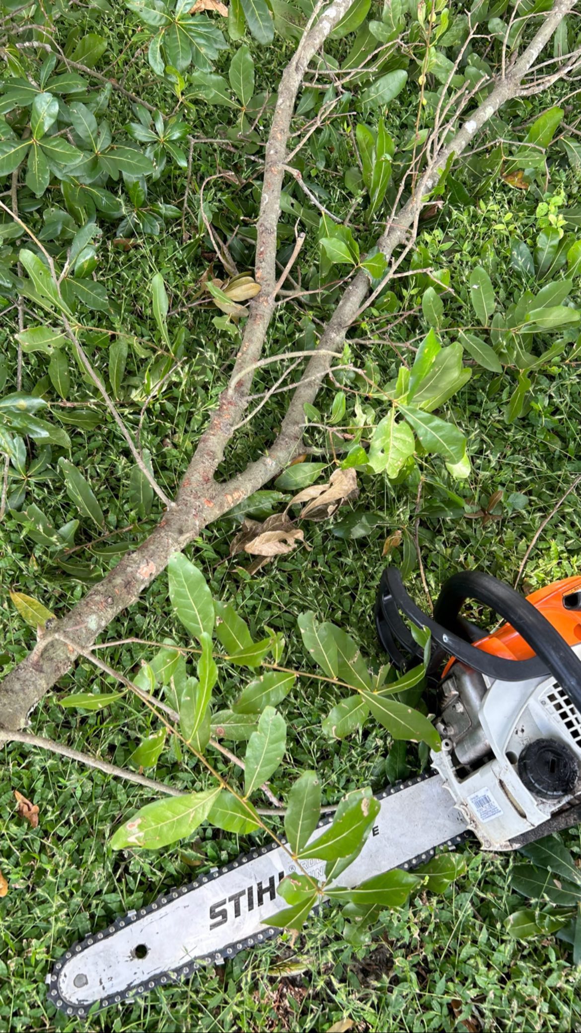 🧑🏻🌾🧡
#lawncare#lawnservices#lawnservice#lawnmaintenance#orlandofl#orlandoflorida