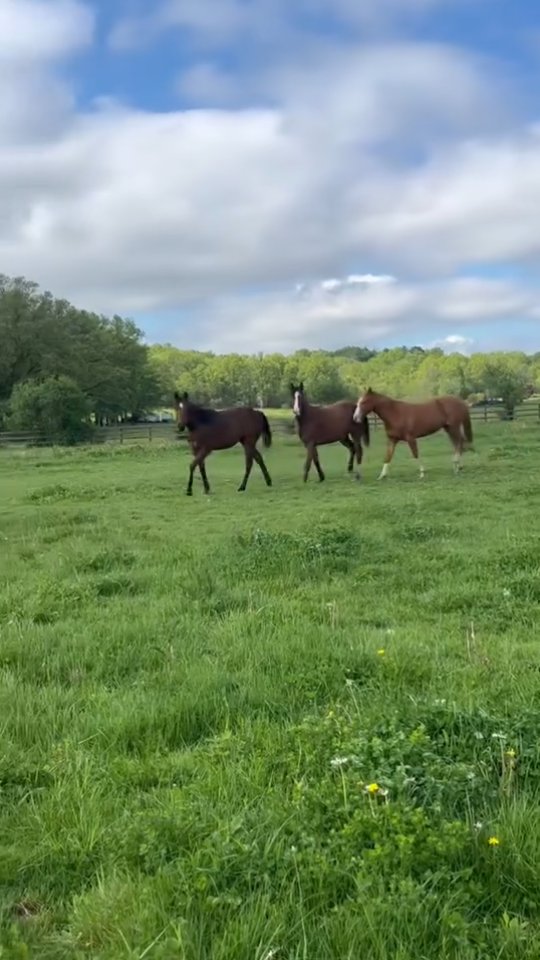 The grass has grown in and the sun is out! Couldn't be a better view!
#summer #nrha #nrhareining #equestrianlife #horse #reining