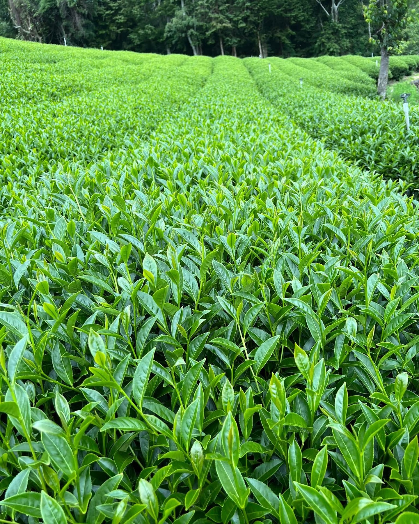 Why You’re Getting the Best of the Harvest from Our High Mountain Tea 🍃
Weather shifts day by day, but during harvest window, it becomes even more crucial—especially in the mountains. A clear morning can turn foggy or rainy by afternoon, and not every day yields tea of the same quality.
Tea picked on rainy days retains excess moisture, which dilutes flavour, weakens aroma and complicates processing. It simply doesn’t bring out the best in the leaves.
Meanwhile, every estate is competing for skilled pickers during those precious clear-weather windows. Not every producer can afford to wait—or to outbid others for labour.
That’s where we come in.
We work closely with producers who share our values—those who hold back when the conditions aren’t right, who insist on quality. And we’re there on the ground, tasting and selecting, doing everything we can to secure the finest batch the season allows.
What you’re drinking isn’t just any tea.
It’s the best of the harvest—crafted with patience, care and integrity.
#BestOfTheHarvest #TeaWithIntegrity #HighMountainTea #FormosaTeaCo #NoShortcuts #SavourTheGoodDays #taiwaneseoolong