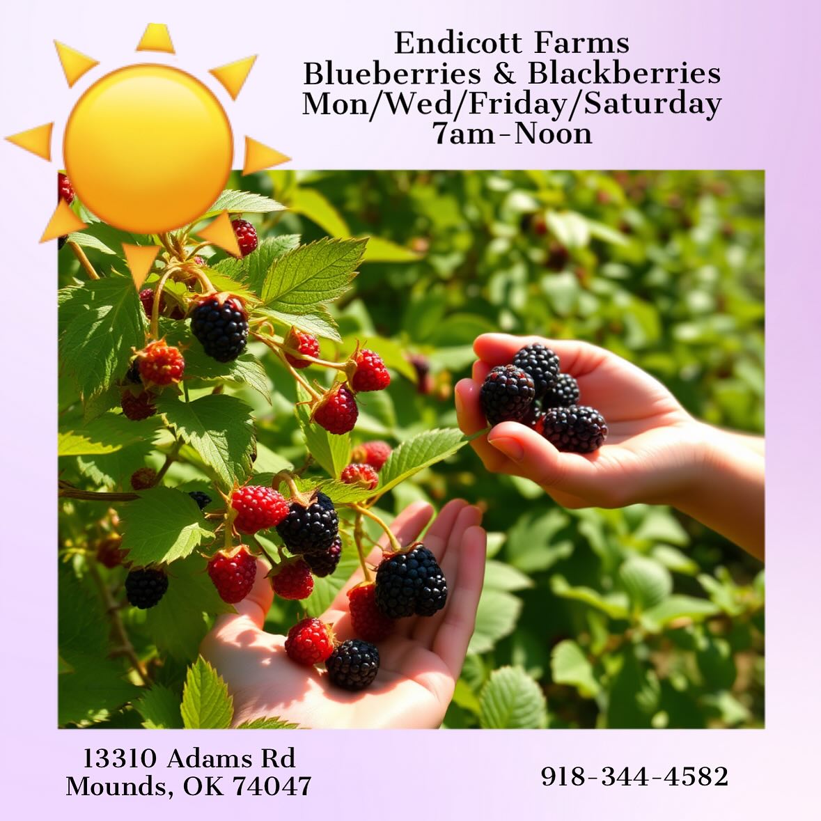 We are happy about the sunshine today!
Ready for a great few days of picking.
Come early for blackberries (lots of blueberries) and wear your “farm shoes” 🥾it’s still squishy in a lot of areas!