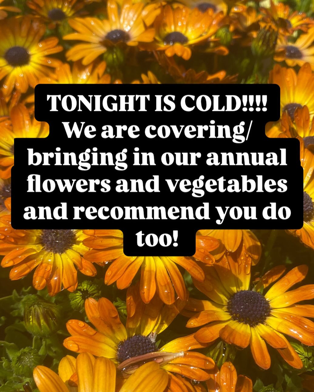 The next few nights are looking chilly!!! Keep your annuals safe!