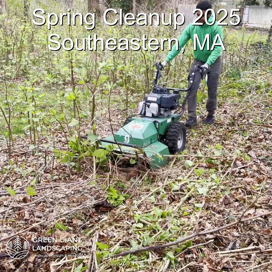 Sping Cleanup 2025.
Landscaping Southeastern, MA.
Call now for your free quote!
Plants installation
Tree and shrub care
Seasonal cleanups
Bobcat services
Old overgrown shrubs removal
Mulch installation
Garden maintenance
Professional Landscape Design.
https://www.greengiantlandscaping.com/post/spring-cleanup-2025-prepare-your-landscape-for-a-new-season
Phone:
+1 413-406-9094
#landscaping #landscapedesign #gardening #gardendesign #landscaper #landscapearchitecture #treeandshrubtrimming #mulch #Massachusetts #southshore #newton #boston #hingham #marshfield #scituate #NewtonMA #scituatema #milton #canton #wellesleyma #SpringCleaning #shrubtrimming #shrubcare #plantingseason #plantingtrees #plantingdesign #gardentransformation #springcleanup #mulching