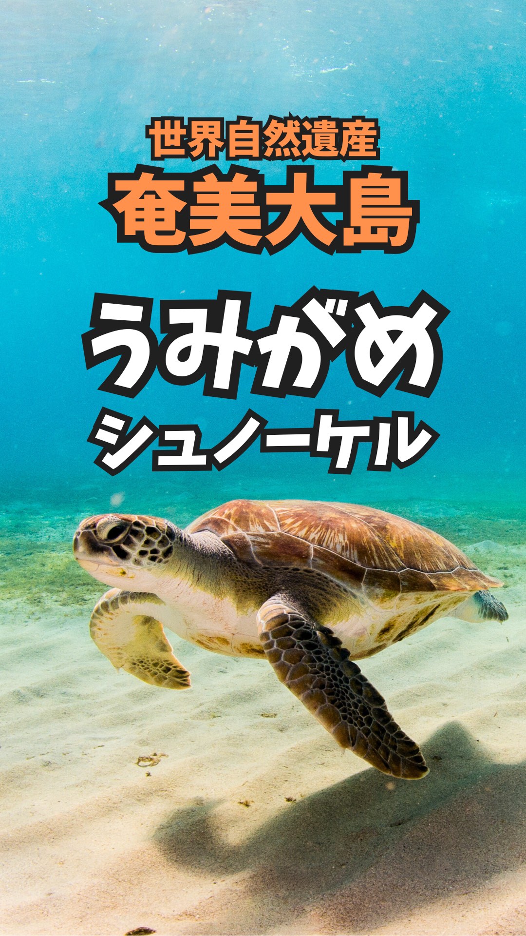 \うみがめと泳いでみませんか?/
うみがめシュノーケル体験をご利用いただき、誠にありがとうございました🤗🐢✨
初めてのシュノーケル体験🤿大成功でした‼️
スタッフがポイントまでサポートしますのでお客様は浮き輪につかまるだけ❗️🛟😉🤲泳げなくても大丈夫です👍
本当に出会える‼️大人気🔥
#うみがめシュノーケル 体験 🐢💕
奄美大島の美しい海を舞台に、心に残るマリンレジャー体験をご提供しております🏝️✨🏄
シュノーケリング🤿やクリアカヤック🛶で美しいサンゴ礁🪸🐠の探検、興奮のジェットスキーやバナナボート、大人気のSUP🏄♀️など、様々なアクティビティをお楽しみいただけます。プロのスタッフが安全に楽しむためのアドバイスを行い、しっかりとサポートいたしますので、初めての方も安心してお楽しみいただけますよ😊🤙
もちろんGoPro撮影データ無料プレゼント🎁
とびっきりの思い出を残しましょう💖🤗
詳しくはプロフィールのリンクURL🔗から公式サイトをご覧くださいませ📝👀✨
「とおしめマリン」で検索🔍
\奄美大島の大自然を大満喫!/
当日お問合せも大歓迎です‼️🤗帰りの飛行機の時間までにご体験できるおすすめプランを提案いたしますよ🙌🎶お気軽にご相談ください💁🏻♀️
【当日・前日ご予約OK】
ほとんどの方が未経験‼️
初めてでも安全に楽しめるアクテイビティばかりです!🤗
公認インストラクターが丁寧にわかりやすくレクチャーいたしますよ☺️👍
ご予約はプロフィールのリンク🔗URLからどうぞ🤗
もちろんウェットスーツ貸出無料ですのでご安心ください😉👍ツアー終了後は暖か〜いシャワーも浴びれます♨️🫧
🙌\気軽に手ぶらでご参加OK/🙌
「大切なカメラを水辺に持っていくのは不安…😰」なんて心配もいりません❗️ツアー中はガイドが専用の防水カメラで皆様のお写真・動画を撮影し、データを無料でプレゼントいたします🐠📸🤗
【当日・前日ご予約OK】
奄美大島の海を大満喫いただけるアクティビティ体験をお気軽にお手頃価格で👍🐠🪸🐢✨
🔰初心者さん大歓迎です🥰🔰
ほとんどの方が未経験‼️
初めてでも楽しめるアクテイビティばかりです!🤗
公認インストラクターが丁寧にわかりやすくレクチャーいたしますよ☺️👍
ご旅行をご検討中の方はぜひお気軽にお問合せ、ご相談ください😊
世界自然遺産に登録された奄美大島で、マリンアクティビティを大満喫いただけます🙌
🐬マリンアクティビティ メニュー🐬
#SUP
#クリアカヤック
#クリアSUP
#カヌー
#ジェットスキー
#バナナボート
#シュノーケル
#ボートチャーター
#水中スクーター
#ビーチBBQ
#プライベートビーチツアー
💡1名様〜団体様までご要望に合わせてツアー内容をアレンジすることも可能です😉まずはDMやお電話でもお気軽にご相談ください✨
📍とおしめマリンリゾート 芦徳事務所📍
〒894-0412 鹿児島県大島郡龍郷町芦徳377
☎️080-1118-7000
◉年中無休
...................................................
#鹿児島県#離島#奄美大島#奄美大島旅行#奄美大島観光スポット#沖縄#海遊び#ビーチリゾート#シュノーケル#カヤック#クリアカヤック#ジェット##バナナボート#SUP#クリアサップ#世界自然遺産#カップル#学生旅行#とおしめマリン#GoPro