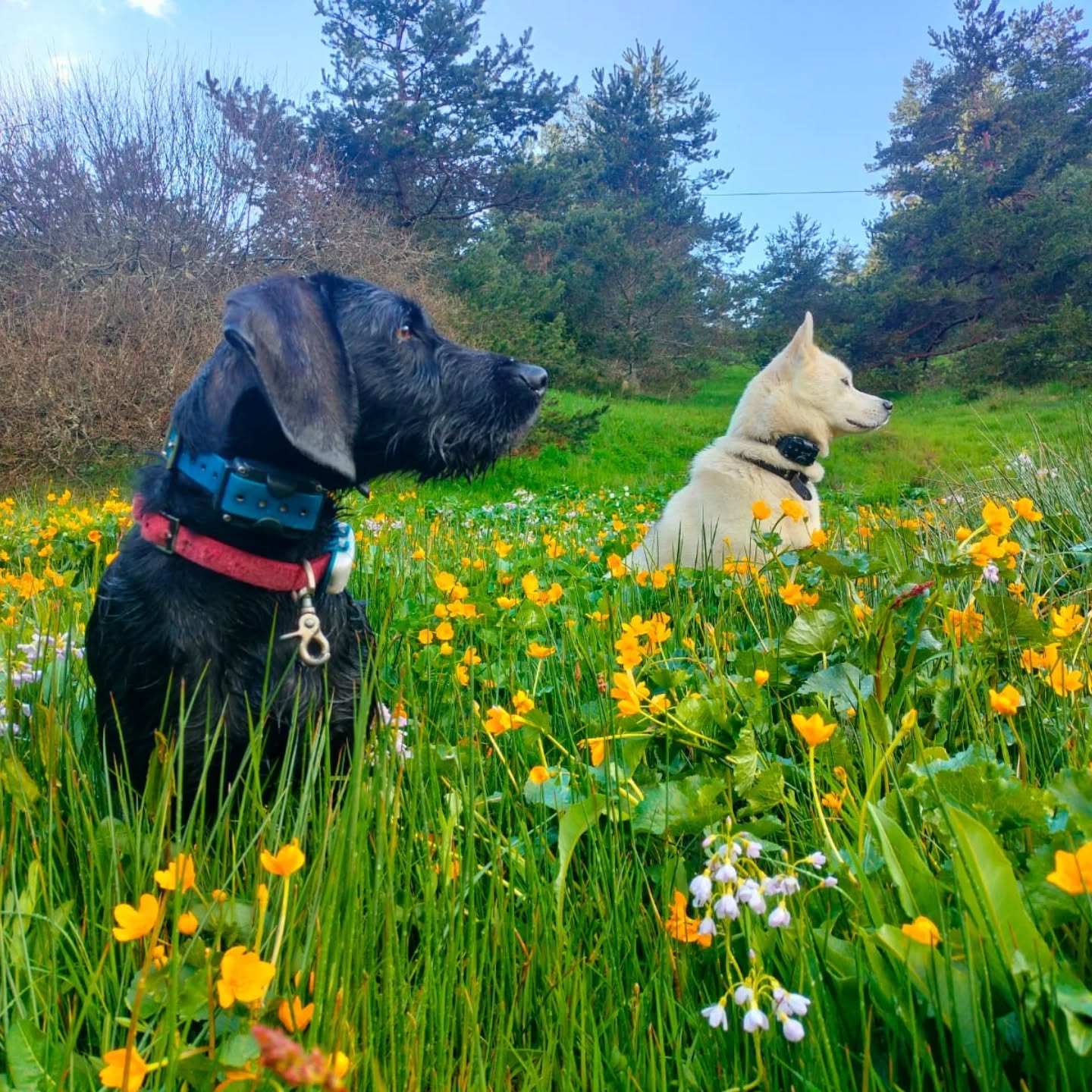 Le printemps va et vient entre vent et coups de froid, soleil brûlant et ciel changeants. On l'attend avec encore plus d'impatience! Mais l'explosion des fleurs et là malgré tout, dans sa volupté presque indécente et grace aux sols gorgés d'eau et de vie cette année. Les beaux jours sont de retour! Profitons de cette énergie puissante qui nous monte à a tête et nous pousse à rêver. Que la montagne est belle toujours et encore !
#springtime #douceurduprintemps #montagneardechoise #auclairdelasource #lanarce