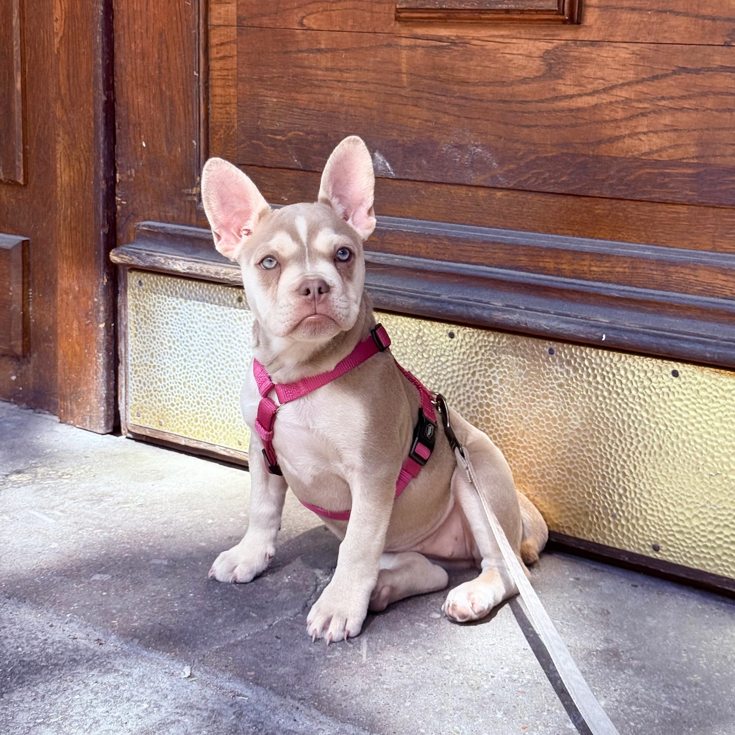 Wie schön ist den bitte MALIA? 🥹❤️🥰
#Nachzucht in der Farbe Isabella Husky. 🥹
Ich habe noch nie so eine schöne und harmonische Husky-Zeichung beim Frenchie gesehen. Einfach perfekt! 😍
#AlphaBully #sportlichebulldogge #französischebulldoggen #bulldoggswithnoses #bullymitnase #healthyfrenchie #frenchiesofinstagram #sportlichefrenchies #nasenbär #retrofrenchie #französischebulldogge #französischebulldoggedeutschland #französischebulldoggeschweiz #bullysmitnase #frenchiebreeder #bulldoggezüchter