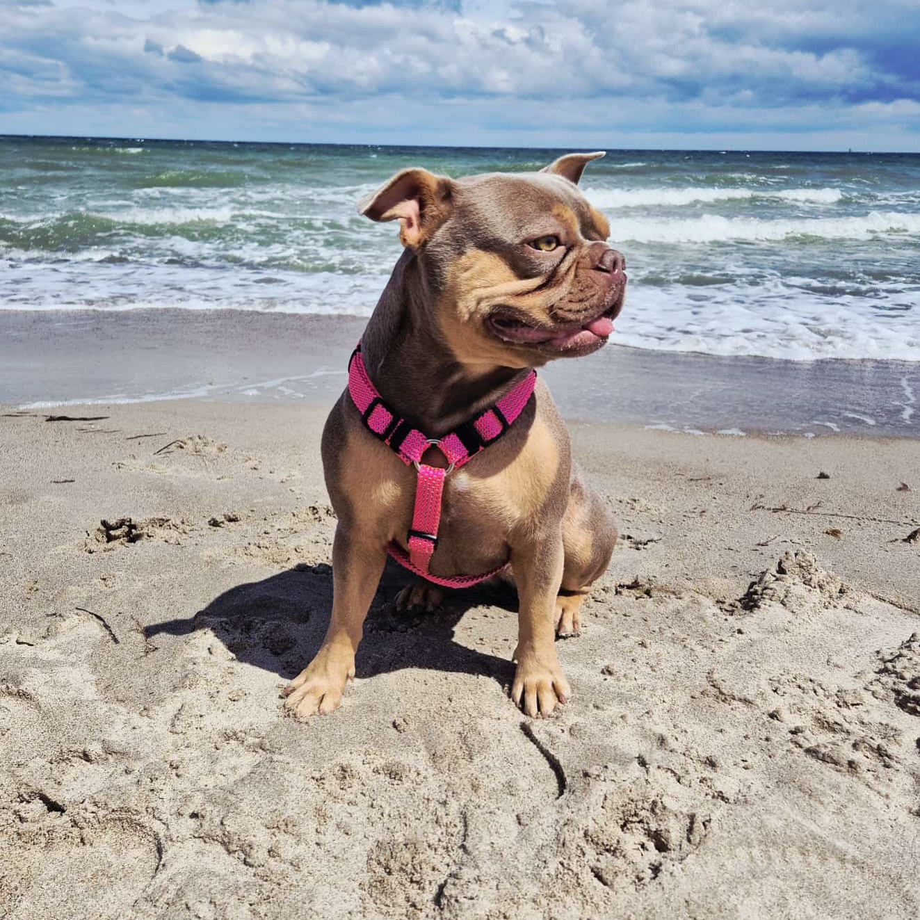 Xena. ❤️😍
Wunderschöne #Nachzucht in der Farbe Isabella (Orange) Tan.
Xena lebt an der Ostsee – mit dem Meer direkt vor den Pfoten.
Tägliche Spaziergänge am Strand? 🏝️ Selbstverständlich im Rundum-sorglos-Paket ⭐️ enthalten – das Personal (auch bekannt als ihre menschlichen Eltern) sorgt dafür! 😂🛎️💁🏼♀️
Fische 🐟 hat sie aber noch nicht gefangen. Meist reicht es aber für einen Algensnack. 🌿
#CDDYfree #AlphaBully #sportlichebulldogge #französischebulldoggen #bulldoggswithnoses #bullymitnase #healthyfrenchie #frenchiesofinstagram #sportlichefrenchies #nasenbär #retrofrenchie #französischebulldogge #französischebulldoggedeutschland #französischebulldoggeschweiz #bullysmitnase #frenchiebreeder #bulldoggezüchter