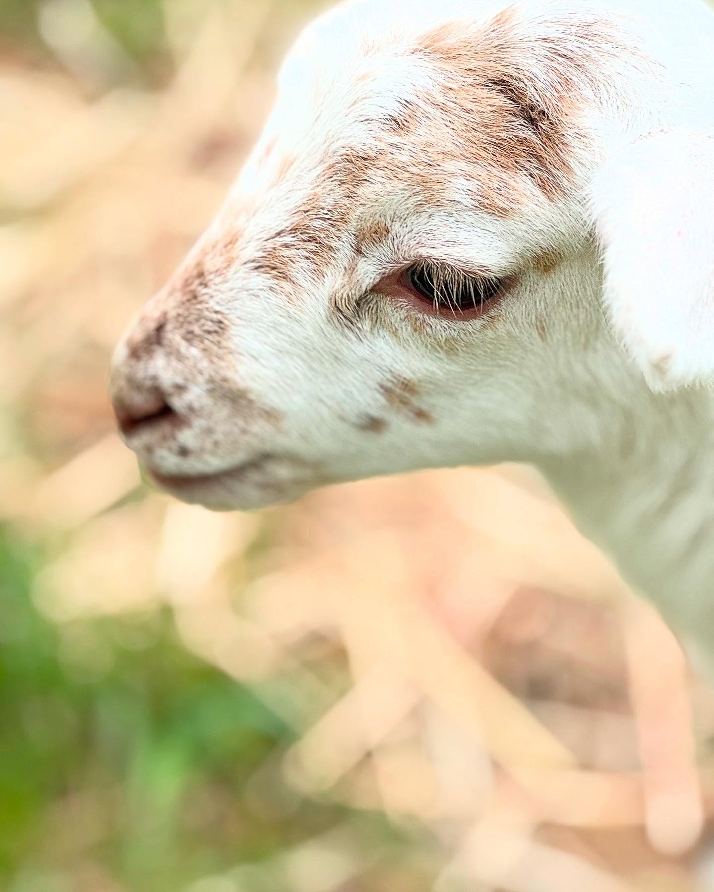 Hello, good people! Thanks to you all and Jay and Carol (🫶) for welcoming us to the Campo Lindo family!! 🥰 We’ll get a family picture up sometime, but in the meantime, here’s a little vignette of springtime on our farm. This time of year is heavy on lambs, most of whom live with their mothers in the pasture, but some of whom are our bottle lambs, who love their milk, but have also been enjoying our ninebark bushes, grape vines, and broccoli plants! So we’re feeling gratitude for spring lambs AND tall-enough fences as these babies age into their grazing era. 😅 Warmly, Matt and Eleanor Tiefenbrun