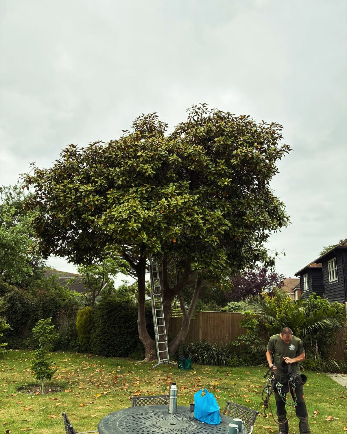 Few Trees Reshaped for a client today in Bosham