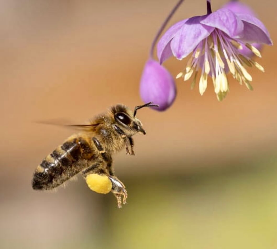 🐝🐝Happy World Bee Day 🐝🐝
I hope that we all know by now what a vital role bees and pollinators play in maintaining our ecosystems and putting food on our plates.
Did you know that approximately 1 in 3 mouthfuls of food we eat is because of pollinators like bees?
We do need to do more to help them thrive. Widespread use of pesticides, loss of wildflower meadows and hedgerows and climate change are all threatening the bee population.
We’ve just had one of the driest springs on record, with very little rainfall. Whilst the warmth has been wonderful for the bees, the plants need rainwater to flower and survive. Hopefully rain is on the way!
Today we ask you to do one simple thing; please fill your bird baths with water and pebbles. If you don’t have a bird bath, a shallow bowl or a dish will do.
To celebrate World Bee Day we’re posting a few of our favourite photos and a video of one of the bees we managed to save by feeding it with some sugar water. Let’s do all we can to help our bees survive and thrive 🐝🐝🐝
