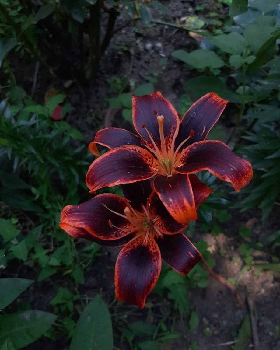 𝚅𝚒𝚜𝚒𝚘𝚗 𝙱𝚘𝚊𝚛𝚍 𝙽𝚘. 𝟾: 🌺🖤
𝚃𝚑𝚎 𝚜𝚘𝚗𝚐 𝚞𝚗𝚍𝚎𝚛𝚜𝚌𝚘𝚛𝚎𝚜 𝚝𝚑𝚒𝚜 𝚌𝚘𝚕𝚕𝚎𝚌𝚝𝚒𝚘𝚗, 𝚊𝚒𝚖𝚒𝚗𝚐 𝚝𝚘 𝚌𝚛𝚎𝚊𝚝𝚎 𝚊 𝚜𝚘𝚞𝚕𝚏𝚞𝚕 𝚛𝚑𝚢𝚝𝚑𝚖 𝚝𝚑𝚊𝚝 𝚜𝚙𝚎𝚊𝚔𝚜 𝚝𝚘 the 𝚑𝚎𝚊𝚛𝚝.