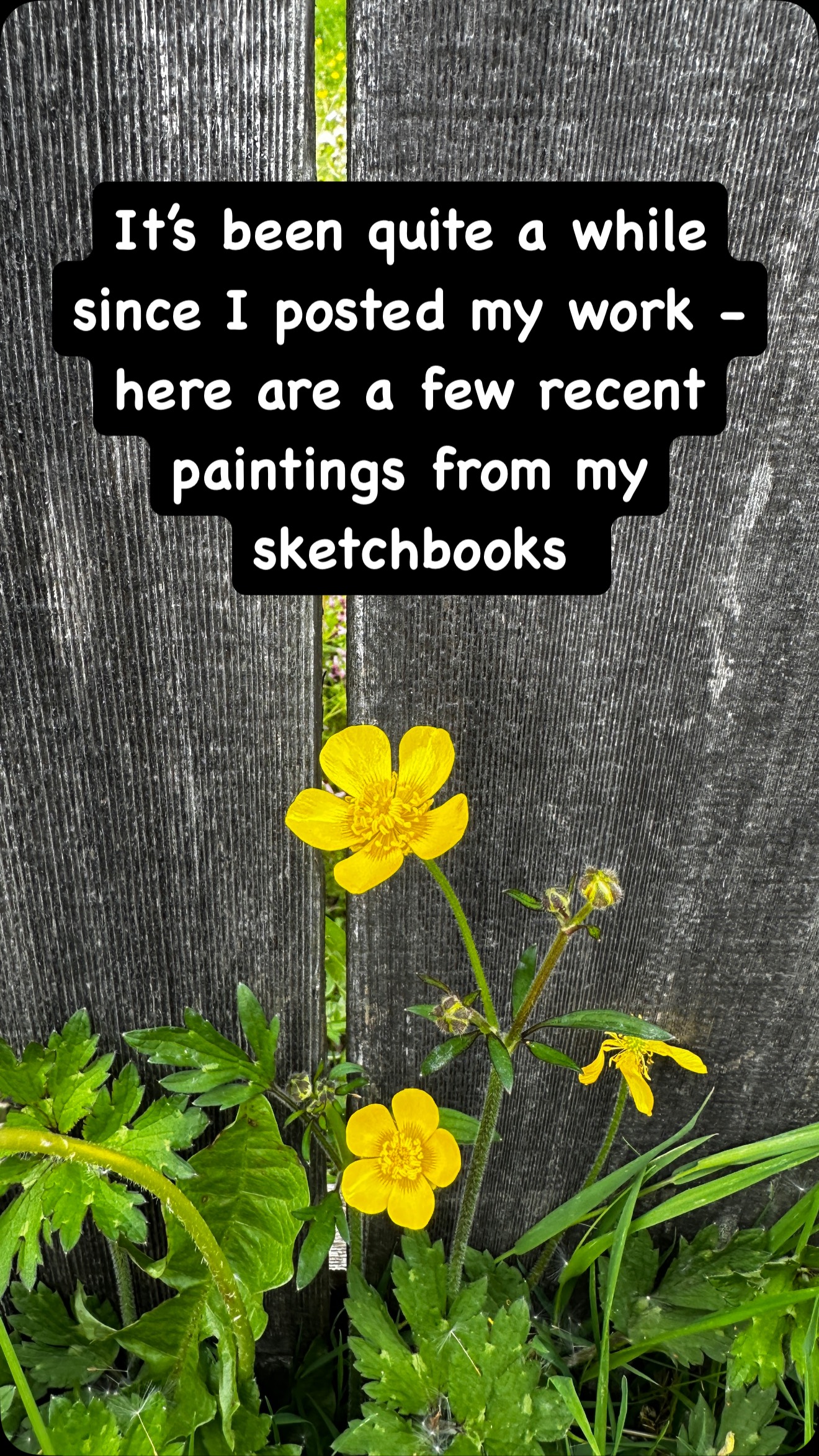 #opusartsupplies #danielsmithwatercolors #carolynbaroneartist #practicemakesprogress #painteveryday #whiterockartist #sswras #davincibrushes