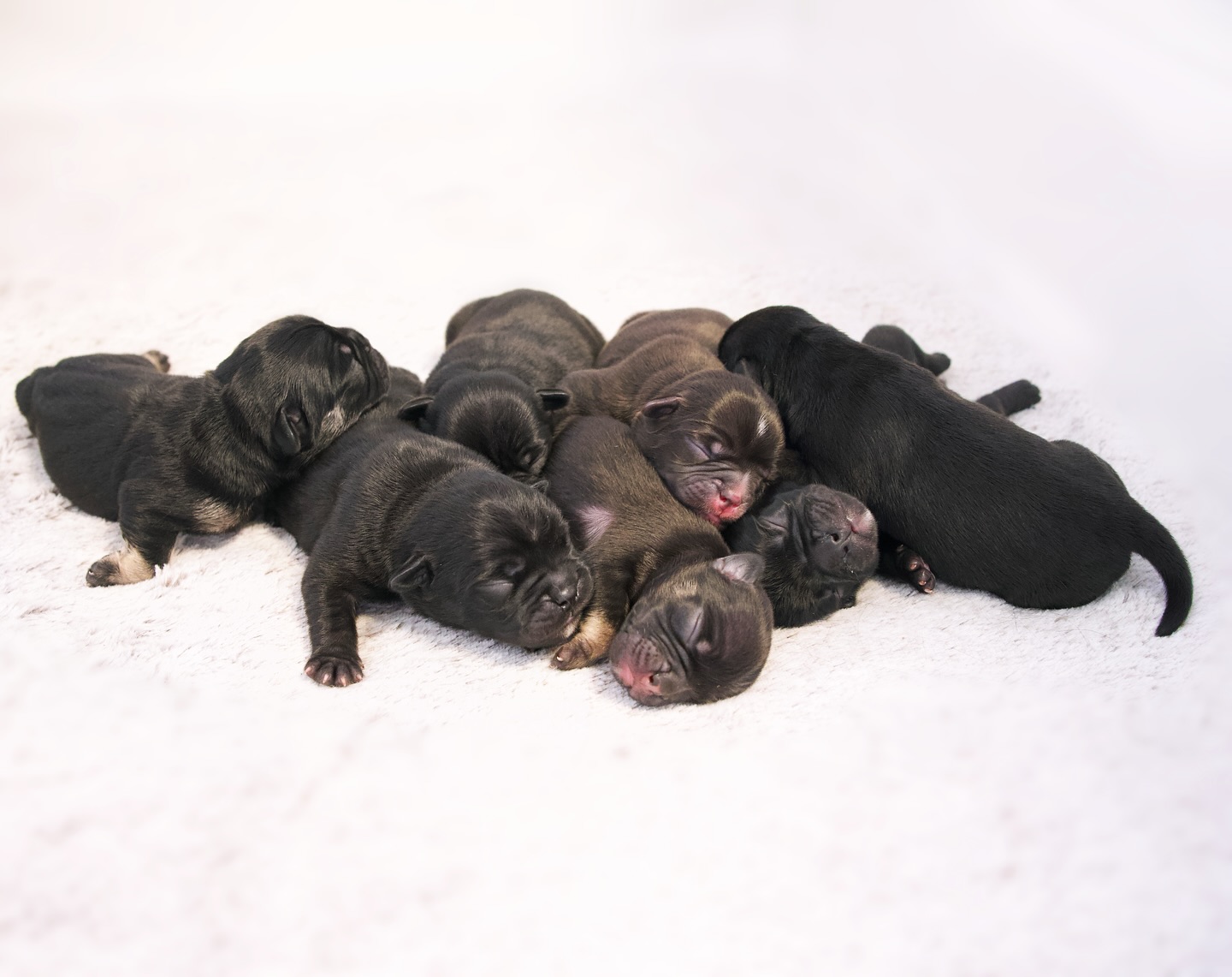 Hallo, ihr 7 Kinder der Nacht. 🥹🖤
Darf ich euch unsere N-Chens vorstellen?
Laila hat uns mit einer traumhaften Naturgeburt grossartig beschenkt – in nur 1 Stunde und 47 Minuten waren alle sieben Welpen da. 😍🙏
Ich war die ganze Zeit bei ihr und trotzdem hat mich das erste kleine Zauberwesen total überrascht. 😂
Bis meine Mutter als Hebamme zur Geburtshilfe kam, waren schon sechs von sieben geboren. 🙆🏼♀️
Laila hat das einfach unglaublich gemacht – kaum gehechelt, kein Laut, nur reiner Instinkt. Damit hat sie mir einen riesigen Stein vom Herzen genommen, da ich mir immer solche Sorgen mache. 🥹
Der Name Laila bedeutet übrigens „die Nacht“. 🌚🌑
Aus dieser Nacht kamen sieben kleine Wunder und haben die Dunkelheit in einen hellen Ort voller Freude und Leben verwandelt. 💫 💓
Dunkel wie sie. Weich wie Samt. Fast schon magisch. 🪄
Jedes Wesen hat seinen ganz eigenen Schein, der Lebenswille ausstrahlt. Sie sind nämlich ganz schön stark – und das von der ersten Sekunde an. 🙏😍
Wir werden euch natürlich jedes einzelne nächtliche Zauberwesen einzeln vorstellen. ✨🖤 Den Kleinen geht es super, alle nehmen gut zu und trinken fleissig an der Brustbar. 😍 Ich bin so dankbar, dieses Wunder miterleben zu dürfen und bin so stolz auf Laila. 🥹🙏
#AlphaBully #sportlichebulldogge #französischebulldoggen #bulldoggswithnoses #bullymitnase #healthyfrenchie #frenchiesofinstagram #sportlichefrenchies #nasenbär #retrofrenchie #französischebulldogge #französischebulldoggedeutschland #französischebulldoggeschweiz #bullysmitnase #frenchiebreeder #bulldoggezüchter