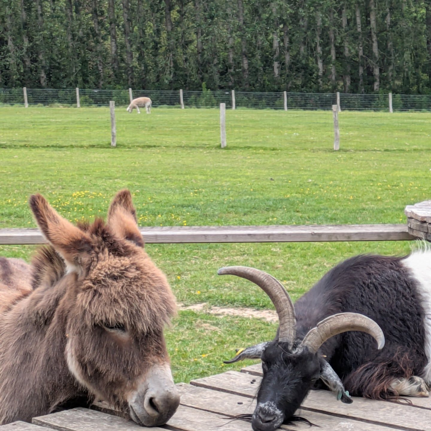 Some amazing friendships are born out of trust and mutual respect at the sanctuary, everyone has the room and freedom to be themselves ❤️