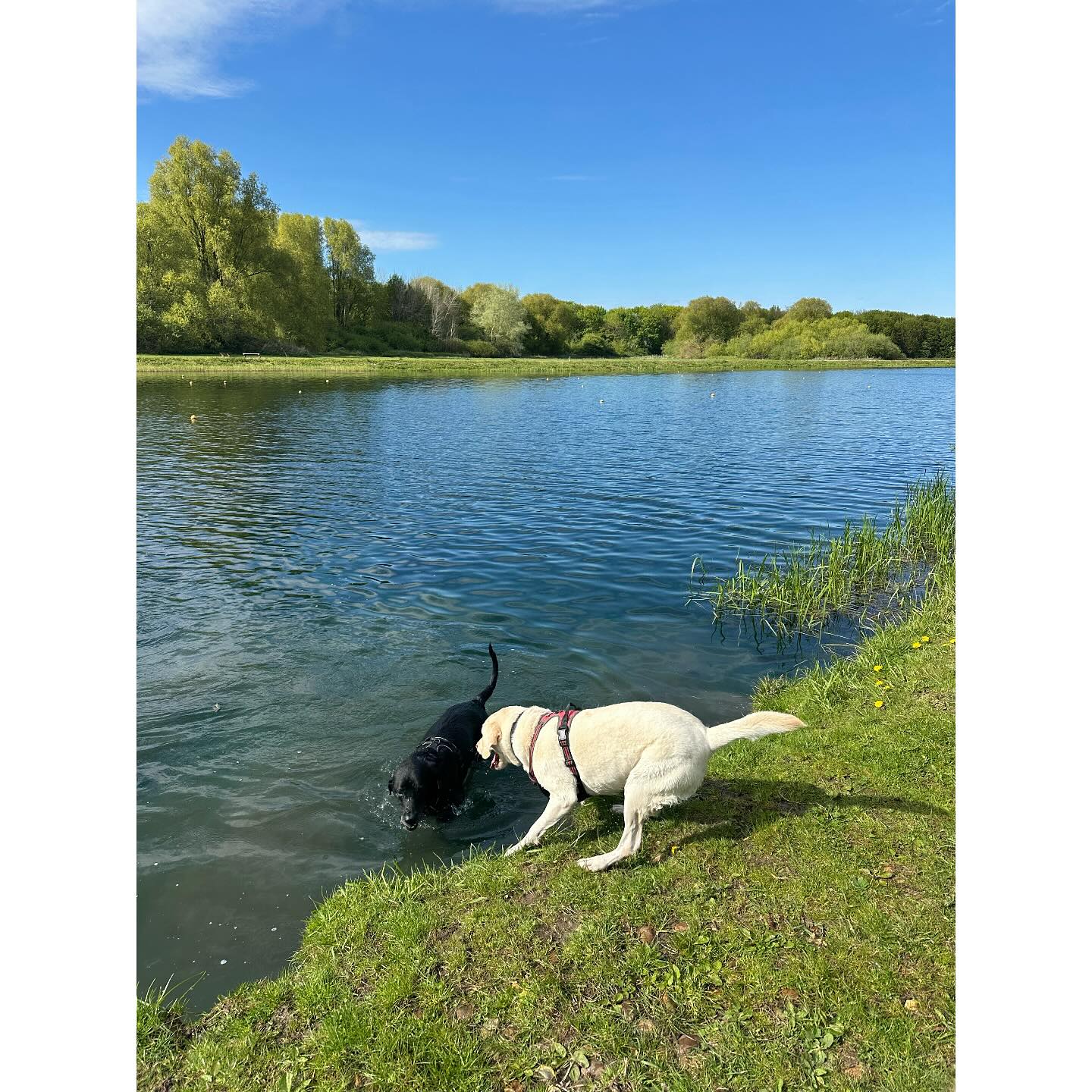 🐶The power of connection 🐕🐕🐕🐾
Just like Monty helping Baggy out of the lake — now Baggy’s getting on a bit — there’s something beautiful about the way they look out for each other.
Watching them play, run and rest side by side reminds me how connection fuels our wellbeing. It gives us strength, purpose and joy.
Want to deepen your connections? Try this:
✨ Be fully present — eye contact and no phones.
👂 Listen with empathy — really hear them.
⏰ Make time — even small moments matter.
🐾 Share joy — play and laugh together.
🤝 Ask for help — and offer it too.
Whether it’s human or animal, connection matters. Coaching can help you reconnect with what – and who – truly matters to you.
#PowerOfConnection #WellbeingJourney #PositivePsychology #DogsofInstagram #MontyAndBaggy #CoachingWorks #LiveWell #MindfulMoments #ResilientLiving #PurposefulLiving #CoachingForChange #ConnectionMatters #DogsAndHumans #PlayAndRest #EmbraceJoy
