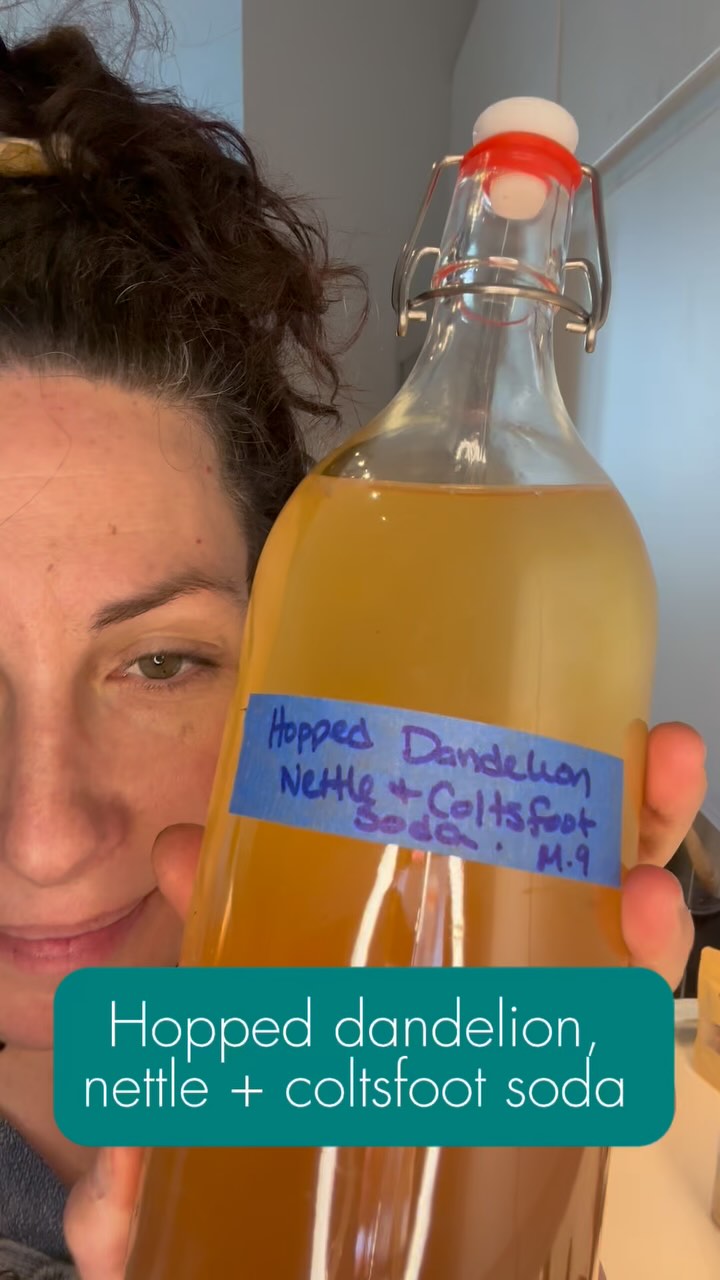 Cold-Infused Hopped Soda
Spring in a bottle: dandelion, coltsfoot, nettle & wild fizz.
Here’s the loose recipe:
• 1L cold water
• Dandelion flowers, coltsfoot + blanched nettle
• 2 tbsp honey
• ½ cup sugar
• ½ cup wild yeast starter (like ginger bug)
Cold infuse for 24 hrs.
Brew nettle separately, cool to room temp, then add.
Sweeten, stir in your starter, bottle & let it bubble!
Sip the forest. Cheers to wild fizz!
#wildsoda #forageddrinks #botanicalbrews #fermentthis #dandelionlove #drinkwild #wildcrafted #forestfizz #herbalferments #springinabottle