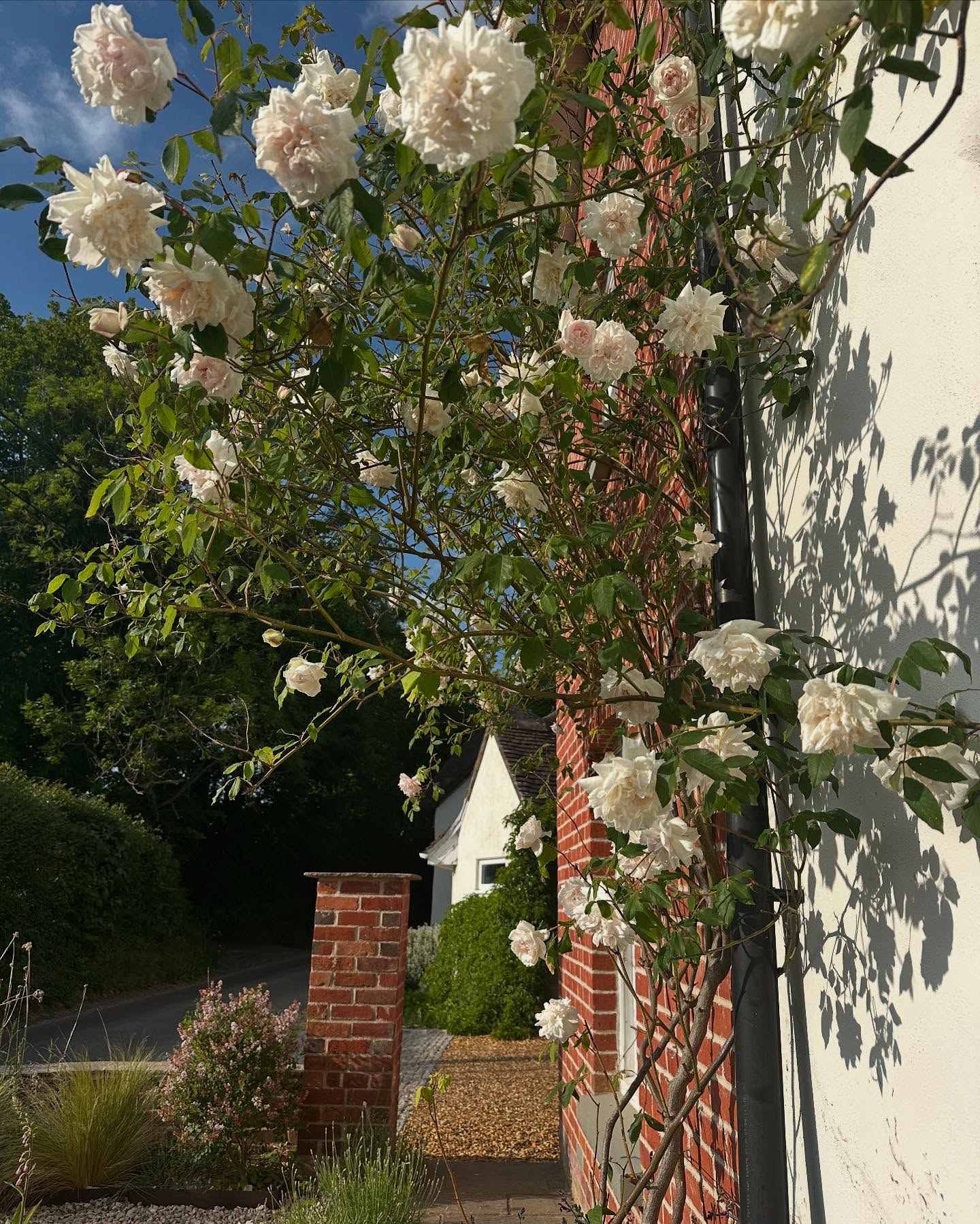 I’ve been so busy working away on the back garden recently I hadn’t noticed the front garden suddenly coming into bloom!
Rose Mme Alfred Carriere is such a winner for partial shade and flowers all summer long 🙌🏼😍
#rose #cottagegardenflowers #inmygarden #cottagegarden