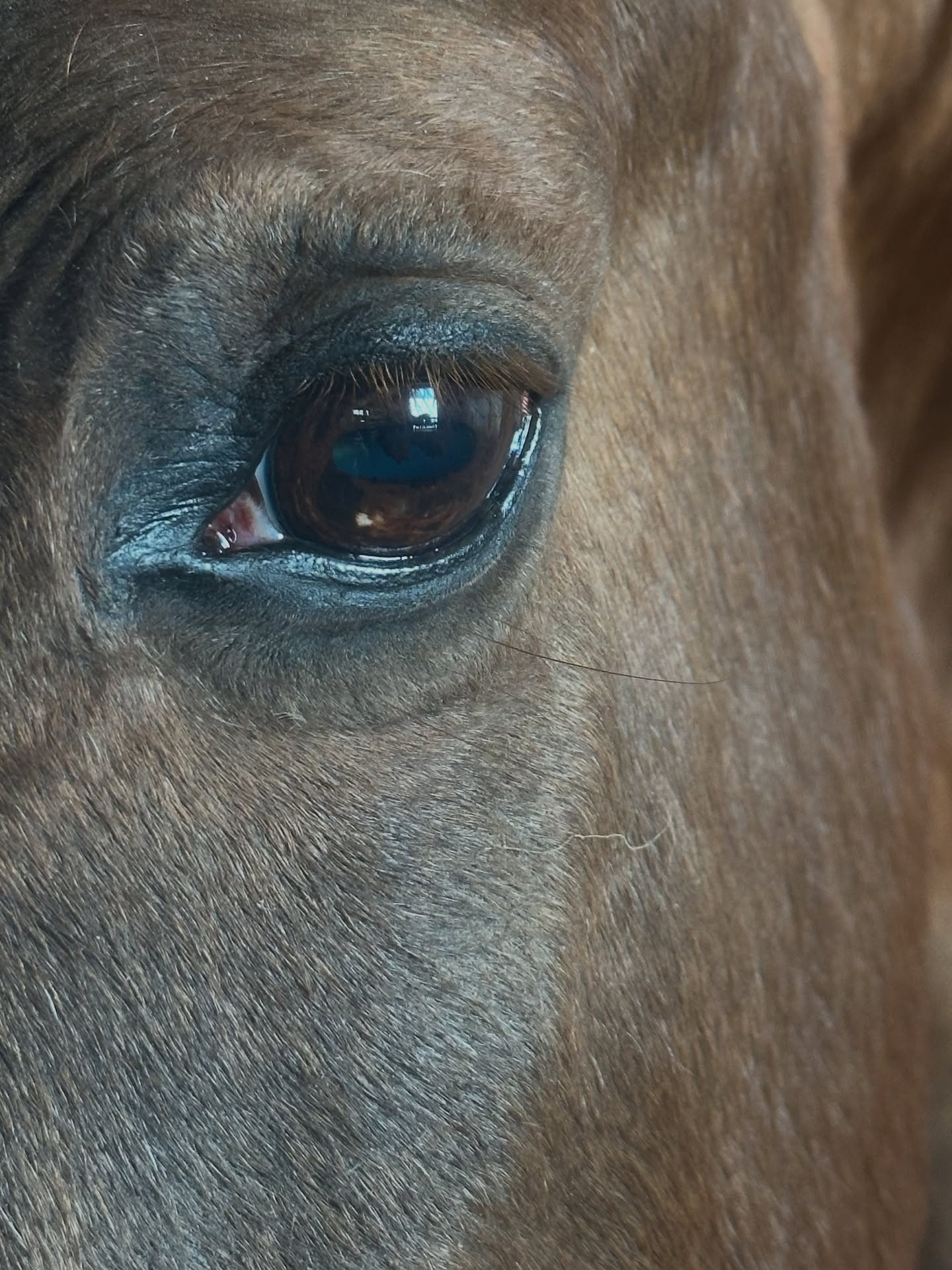 You’ve read the books. You’ve tried the therapy. You’ve done the journaling.
But something still feels… stuck.
Maybe you don’t even know why the tears come.
Or why you keep attracting the same people or patterns.
Or why it feels like your body holds a story you can’t quite name.
🐴 This is where the horses come in.
They bypass the mind and speak to the heart.
They mirror what’s hidden. They bring truth forward — gently, powerfully, and without judgment.
Horses Healing Humans™ isn’t a method. It’s a sacred conversation.
And if you feel drawn… that’s the invitation.
#HorsesHealingHumans #EnergyHealing #EquineWisdom #TraumaRecovery #QuantumHealing