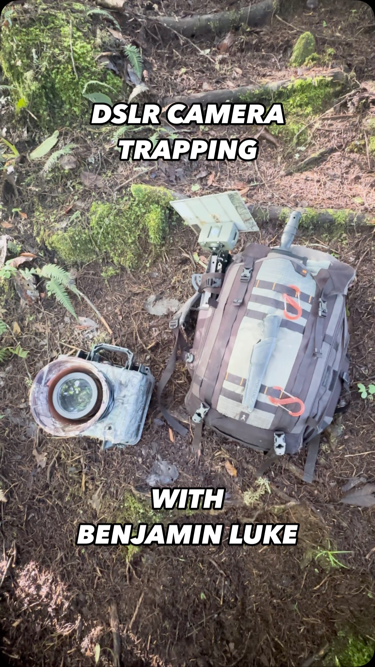 Join founder @benjaminlwild to go through a DSLR Camera Trap system from @camtraptions 🐆 🇨🇷
New flash housings seem like a great addition at first sight, let’s see how they manage in the humid tropics during heavy rains! 🌧️
If you have any questions about the set up feel free to pop them in the comments!
#WildCatImaging #WildCatProject #WildCatConservation #WildCatPhotography #BigCatConservation #SaveTheWildCats #WildlifePhotography #WildCatsOfInstagram #WildlifeImaging #CatConservation #WildlifeProtection #NatureLovers #ConservationPhotography #EndangeredSpecies #WildlifeConservation #SaveOurWildlife #ProtectOurPlanet #NaturePhotography #WildlifePlanet #PlanetEarth #InstaWildlife #NatureLoversOfInstagram #WildlifeShots #AnimalsOfInstagram #ExploreTheWild #WildlifeProtection #CatsOfInstagram #AnimalLovers #ExploreWildlife #NatureAddicts