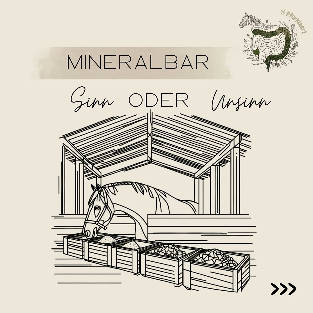 (Werbung, wegen Markennennung)
Mineralbars - Das Konzept klingt im ersten Moment natürlich und pferdegerecht:
👉🏻Mehrere verschiedene Mineralien, jeweils separat in Schalen oder Eimern, stehen dem Pferd zur freien Verfügung
💡Idee: Pferde sollen selbst entscheiden können, was sie brauchen. Ganz so, wie es wilde Pferde angeblich auch tun würden
🧠Man spricht vom „Nutritional Wisdom“, also davon, dass das Pferd instinktiv weiß, was ihm fehlt
🚨 Faktencheck: Wie zuverlässig ist der Futterinstinkt unserer Hauspferde?
Die Vorstellung, Pferde könnten sich selbst bedarfsgerecht mit Mineralien versorgen, beruht oft auf romantisierten Vorstellungen von Wildpferden.
Und ja, es gibt in der Natur Beobachtungen, dass Wildpferde mineralhaltige Erde oder bestimmte Pflanzen gezielt aufnehmen.
ABER: Unsere heutigen Hauspferde sind weit entfernt von Wildtieren.
📌 Wildpferde:
• Weitläufige, artenreiche Flächen
• Zugang zu verschiedenen Böden, Wasserquellen und Pflanzen
• Ständige Bewegung und sozialer Austausch mit der Herde
📌 Hauspferde (meistens):
• Einseitig bewachsene Weiden
• Begrenztes Umfeld ohne natürliche Auswahl
• Wenig Abwechslung im Futter
• Fehlendes „Training“ des Fressverhaltens
👉🏻Der Futterinstinkt ist also nicht genetisch fix, sondern stark abhängig von Erfahrung und Umgebung. Und diese fehlen unseren domestizierten Pferden oft.
🚨Ein weiterer Denkfehler: Viele Substanzen in Mineralbars sind nicht „natürlich“, zumindest nicht in der Form, wie sie angeboten werden. Viele Stoffe kommen in der freien Natur nicht isoliert oder in so reiner Form vor. Pferde hatten also nie die Möglichkeit, dafür einen sicheren Instinkt zu entwickeln.
Im Gegenteil: Die Aufnahme kann rein geschmacksgetrieben erfolgen, nicht bedarfsgetrieben, daher sollten Ecksteine auch nie Zucker enthalten,
🔍 Schauen wir uns einige häufige Bestandteile von Mineralbars genauer an:
Salzleckstein (Steinsalz)
✅Sinnvoll und notwendig, sollte IMMER frei verfügbar sein
👉🏻 Empfehlungen auf Bild 3
⚠️ Mehr Informationen dazu in meinem letzten Post: Teil 1 zu Salzlecksteinen
⬇️ Weiter geht’s in den Kommentaren⬇️