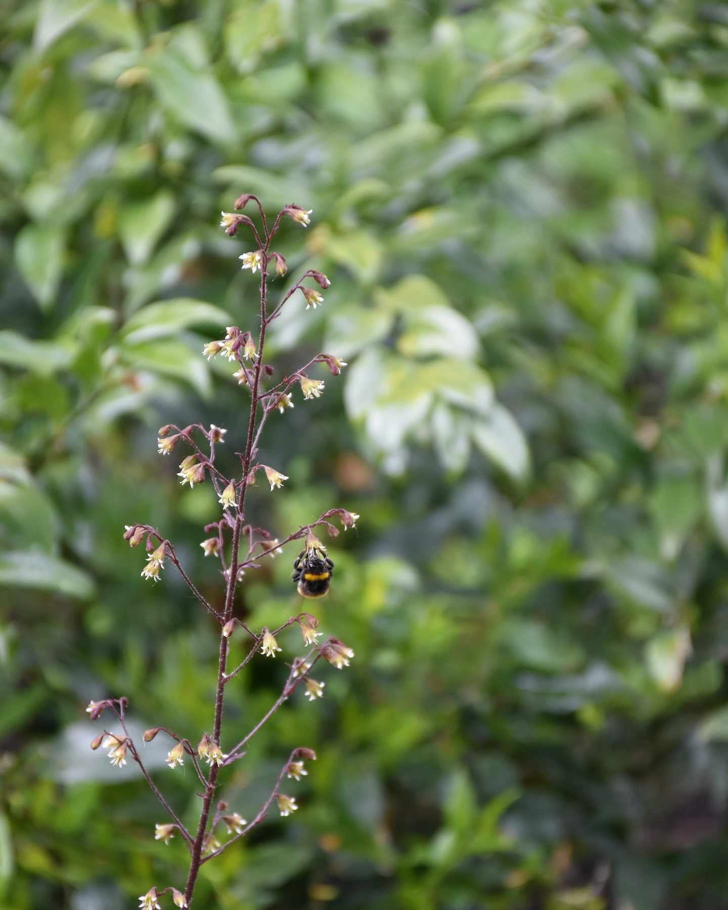 Planting moments from a garden recently completed in Balham.
1. A bumblebee enjoying the Heuchera ‘Plum Pudding’ – always a good sign when the pollinators arrive early.
2. The view from the driveway into the garden, with one of our Torc pots just visible in the distance, planted with a Heptacodium. We reused reclaimed Yorkstone from old paths to create a new one with character and history.
3. A close-up of the soft planting under the multi-stemmed hawthorn – Erigeron and other low-growing favourites adding gentle texture and seasonal interest.
4. Alliums almost ready to put on a show, with layered woodland-style planting and another @torc_pots anchoring the border in the background.