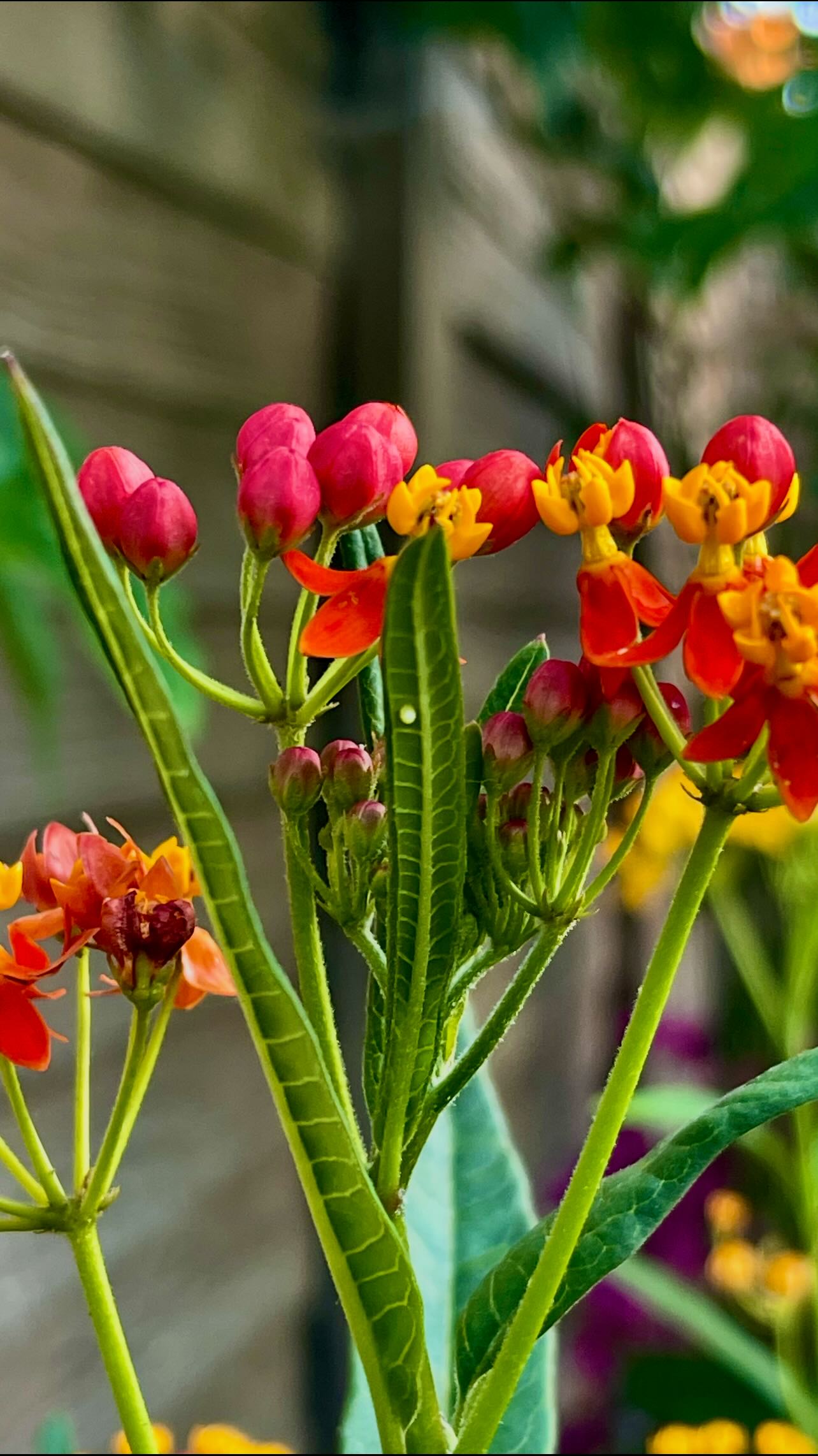 Look at this tiny little pearl⌠itâs a Monarch egg! I found it on one of our red and yellow milkweed plants just after the visit from the first wild Monarch of the yearâand couldnât believe how perfect it looked.
Itâs wild to think that something so small will grow into a beautiful butterfly. These little moments remind me why itâs so important to keep planting milkweed and skip the pesticides.
Every backyard can help.
#Blackborg #MonarchEgg #MilkweedMagic #MonarchButterfly #PollinatorGarden #BackyardButterflies #ButterflySanctuary #TinyWonders