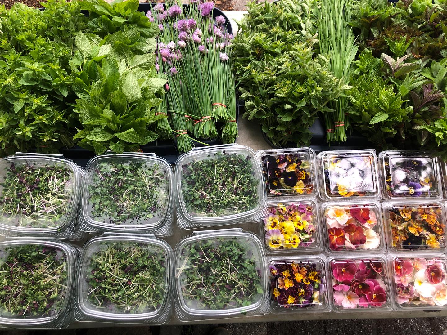 Beautiful Saturday morning at Fort Greene!