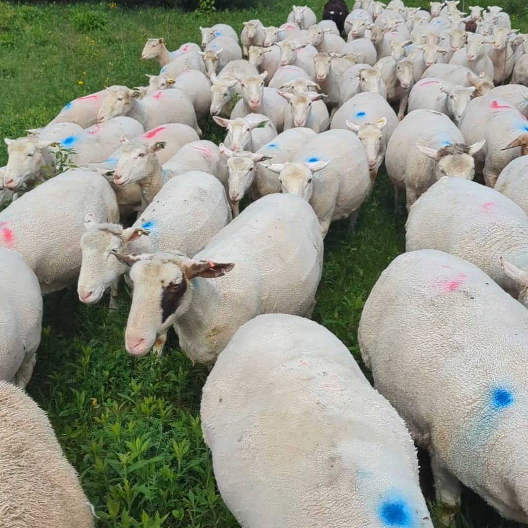 First sheep move of the year! Couldn't do it with out the border collies.
#bordercollies