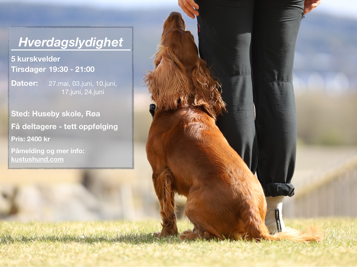 ☀️ NYE KURS I OSLO – OPPSTART NESTE UKE! ☀️
📍 Huseby Skole, Røa | Tirsdager
🐕 Kom godt i gang med valpetreningen – eller få ny inspirasjon og verktøy til hverdagen? Nå starter to nye kurs hos Kustus Hundeskole:
✨ Valpekurs kl. 17:30–19:00
For valper og eiere som vil få en god start sammen. Vi jobber med kontakt, innkalling, sitt/ligg, båndtrening og mer – med tett oppfølging og små grupper.
🌿 Hverdagslydighet kl. 19:30–21:00
Passer for unghunder, voksne hunder og deg som vil ta treningen videre. Vi jobber med praktiske øvelser som passer perfekt for hverdagen – fokus på passering, innkalling, impulskontroll og mer.
Begge kursene er basert på belønningsbaserte metoder, med individuelt tilpasset oppfølging 💛
Fortsatt noen ledige plasser – mer info og påmelding via kustushund.com