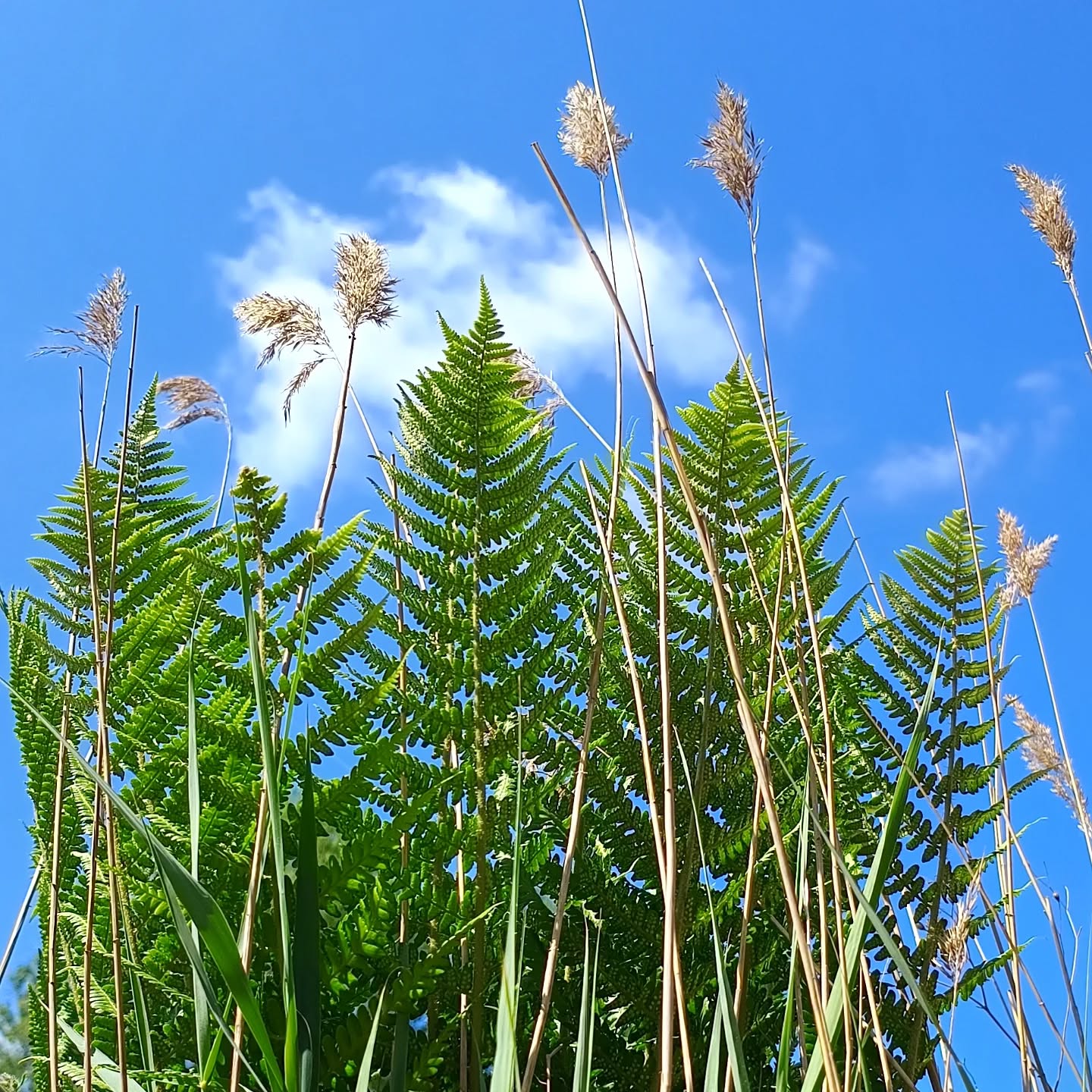 I think there's something so beautiful about reeds moving in the breeze on a sunny day. They remind me of home and evoke childhood memories of happy days out at our gorgeous beaches on the Wirral. 💙🌊
#childhoodmemories❤️ #beachdays🌊 #daysofsummer #lovememories❤️ #reeds #sunnyday🌞