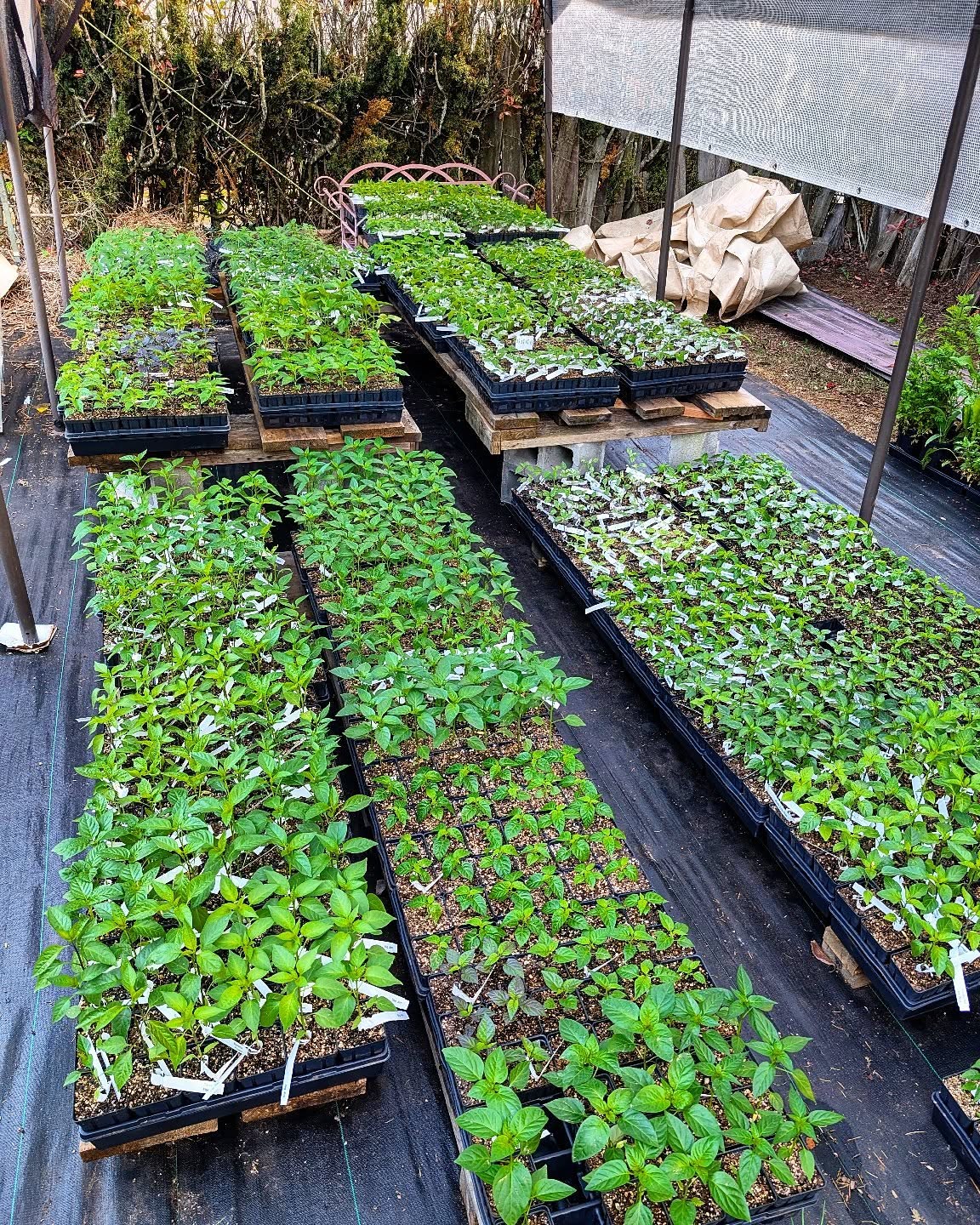 Just a few more weeks to get your pepper starts! We have been selling out of varieties left and right over the past few weeks. Find us at the @stjohnsfarmersmarket this Saturday and the MHCC Farmers Market this Sunday!
•
•
•
#PepperBusiness #HotSauce #FermentedHotSauce #FreshPeppers #PortlandOregon #StJohnsFarmersMarket #PDXPeppers #ChiliPeppers #SpicySauce #ThePepperNursery #ArtisanHotSauce #FreshLocalPeppers #PortlandPeppers #PDXFoodies #PDXFarmersMarket #FarmToBottle #PepperFarm #FermentedPeppers #SpicyFoodLovers #PDXart #LocalHotSauce #PepperGrower #PortlandFarmersMarket #ChiliHeads #FarmersMarketFinds #PDXSpicy