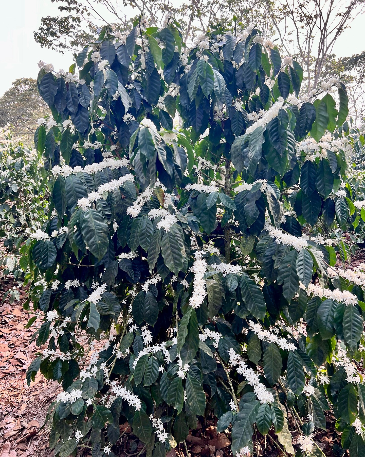 Blooming 2025 ✨🌸☕️A glimpse of the future.
El Gigante is in full bloom, preparing for the exceptional 2026 harvest