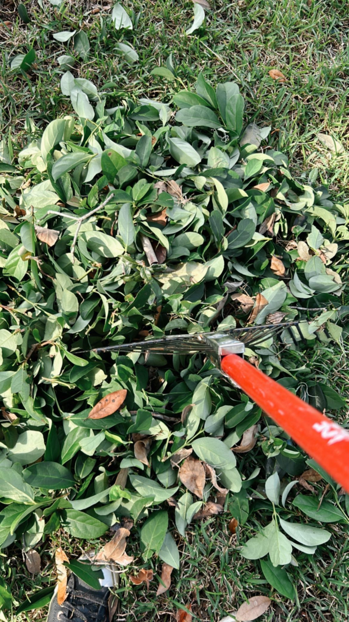 🧑🏻🌾🧉
#lawnmaintenance#lawncareservice#lawncareservices#lawnmower#trimming#trimmer#orlandofl#orlandoflorida