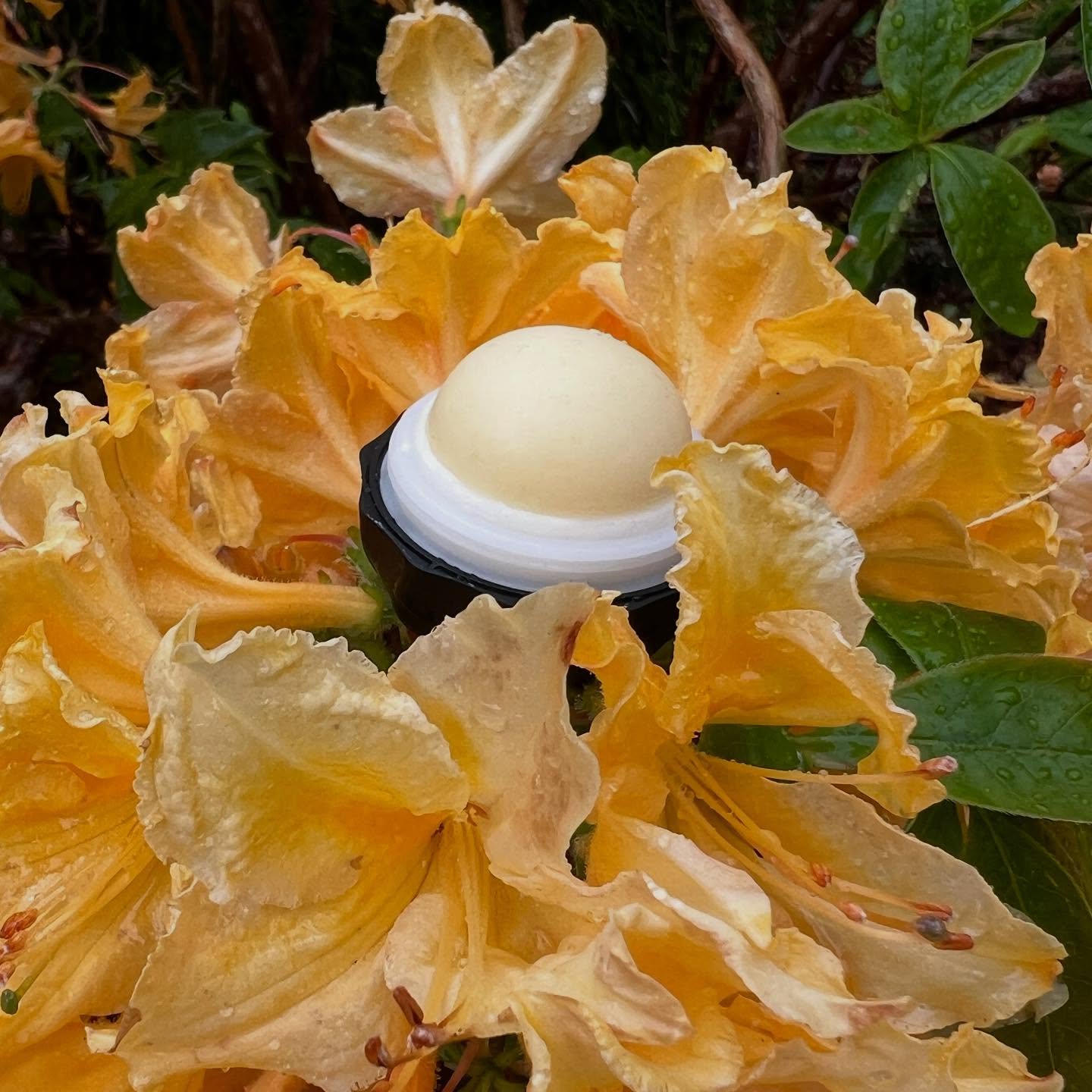 New ✨ Tallow Lip balm! Unscented and Peppermint! Made from 100% grass fed tallow, beeswax from our hive, and a high quality extra-virgin olive oil. This lip balm harnesses the moisturizing and soothing qualities of tallow and olive oil while using beeswax to lock all that goodness in. Sourced beef suet from organic beef farmer right here on Vancouver island. #tallow #grassfed #grassfinished #grassfedbeefsuet #beefsuet #tallowlipbalm #beeswaxlipbalm #tallowproducts #tallowskincare #beehive #beekeeper #smallbusiness #vancouverisland #portalberni #britishcolombia