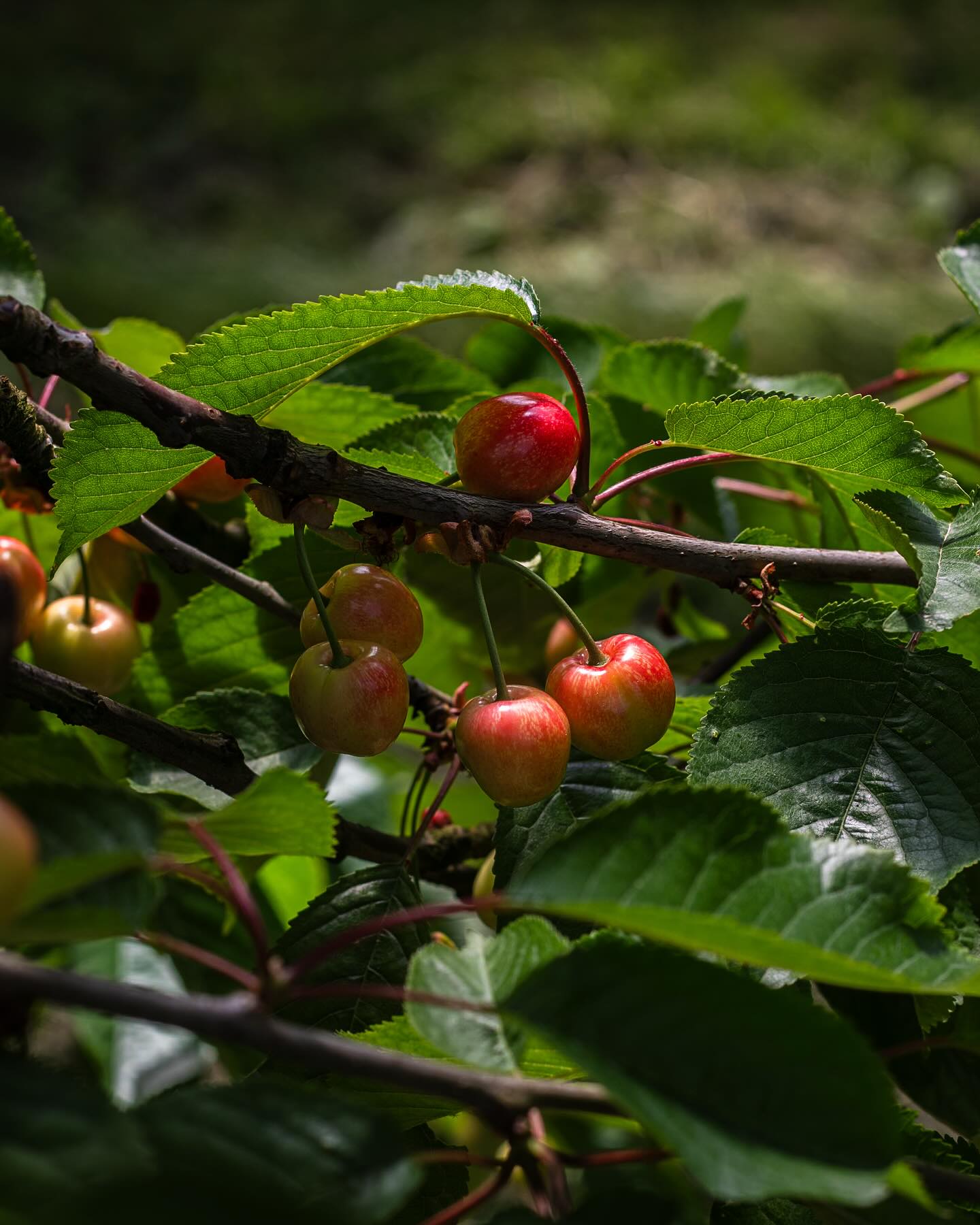 Bei uns besteht diese Woche schon ein bisschen Vorfreude, den nicht mehr lange und die diesjährige Kirschensaison 🍒startet. Das die Kirschen nun noch geschützt reifen können und wir nicht mit jedem Regenschauer bangen müssen, haben unsere Mitarbeiter und Jungs diese Woche begonnen die Foliendächer aufzubauen und zu schließen. In vergangenen Jahren haben wir dies auch schon zu einem früheren Zeitpunkt gebraucht um die Blüten vor nächtlichem Frost zu schützen. Doch dieses Jahr wurden wir von diesen kritischen Tagen verschont und konnten nun diese Woche damit starten. Ziel der Überdachung ist es, die Kirschen so lange wie möglich am Baum reifen lassen zu können. Hohe Niederschläge lassen die Früchte sonst reißen und im Vergleich mit anderen Früchten reifen Kirschen im geernteten Zustand nicht nach. #kirschen #dach #überdachung #folien #schutz #regen #kirschenliebe #wochenmarkt #hofladenlang #kandern #karsau #schwörstadt #wintersweiler #lörrach #rheinfelden #weilamrhein #basel #kirschkuchen #kirschplotzer #kirsch #🍒#saison #regional #chirsi #foodfotografie #foodie #obst #gemuese