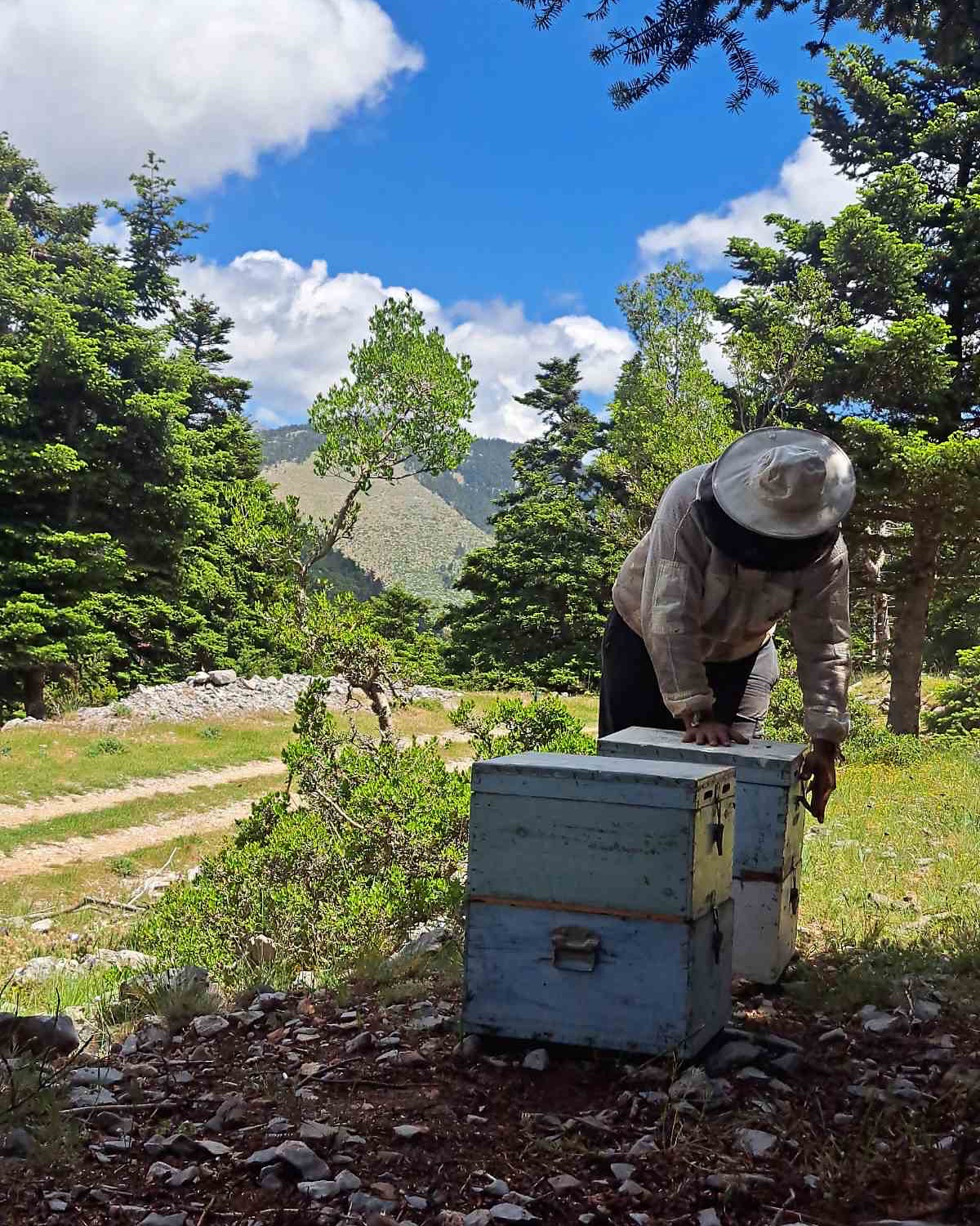 Happy World bee day 🐝
The MVbees of our ecosystem 🌸
#melissesestate #organichoney #greekhoney #worldbeeday