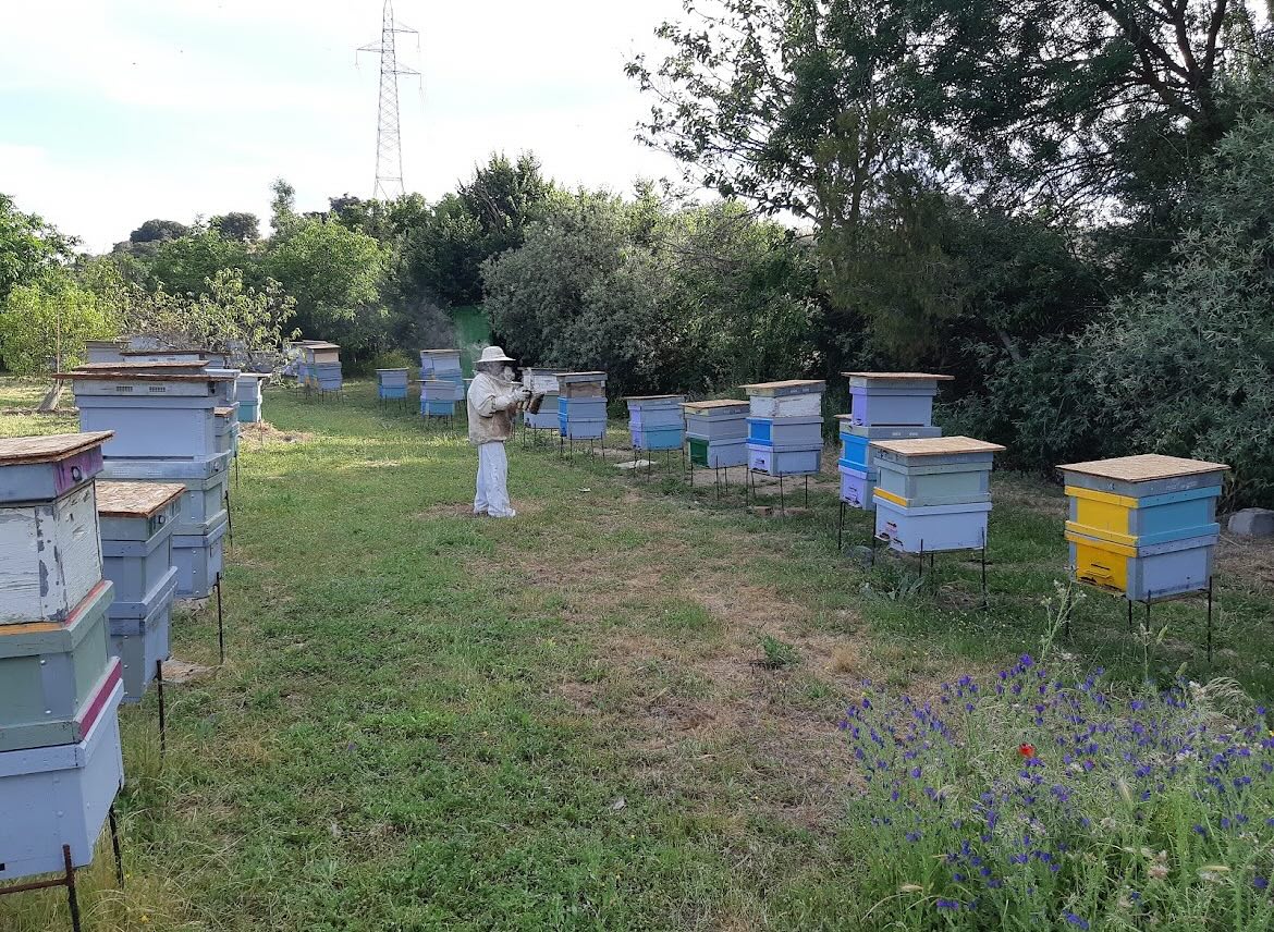 🐝 ¡Feliz Día Internacional de las Abejas! 🌼
Hoy celebramos a las pequeñas abejas que hacen posible mucho más que la miel. Gracias a ellas, florecen los campos, se multiplican los frutos y se mantiene vivo el equilibrio de nuestro planeta.
En Miel Natural de Villamanta cada gota de nuestra miel es un tributo a su incansable labor. Natural, pura y elaborada con respeto, nuestra miel es el resultado del trabajo conjunto entre la naturaleza y quienes la cuidamos con pasión.
🌍 Este 20 de mayo, únete a nosotros para proteger a las abejas, apoyar la apicultura responsable y saborear la dulzura de un mundo más sostenible.
🍯 Porque sin abejas, no hay miel. Y sin miel, el mundo pierde un poco de su magia.
Foto desde nuestra colmena de Villamanta
#DíaInternacionalDeLasAbejas #SalvemosALasAbejas #MielConConciencia #ApiculturaSostenible #Miel #MielNatural #navalcarnero #elalamo #villamanta #villamantilla #sevillalanueva #móstoles #arroyomolinos