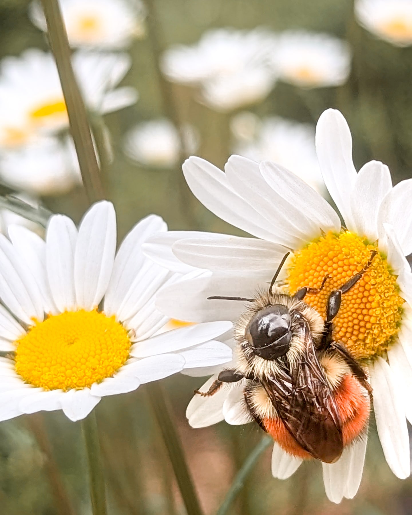 Have you ever seen a bee like this? It almost looks like he's wearing a backpack. 😍 Must be a spelling bee.