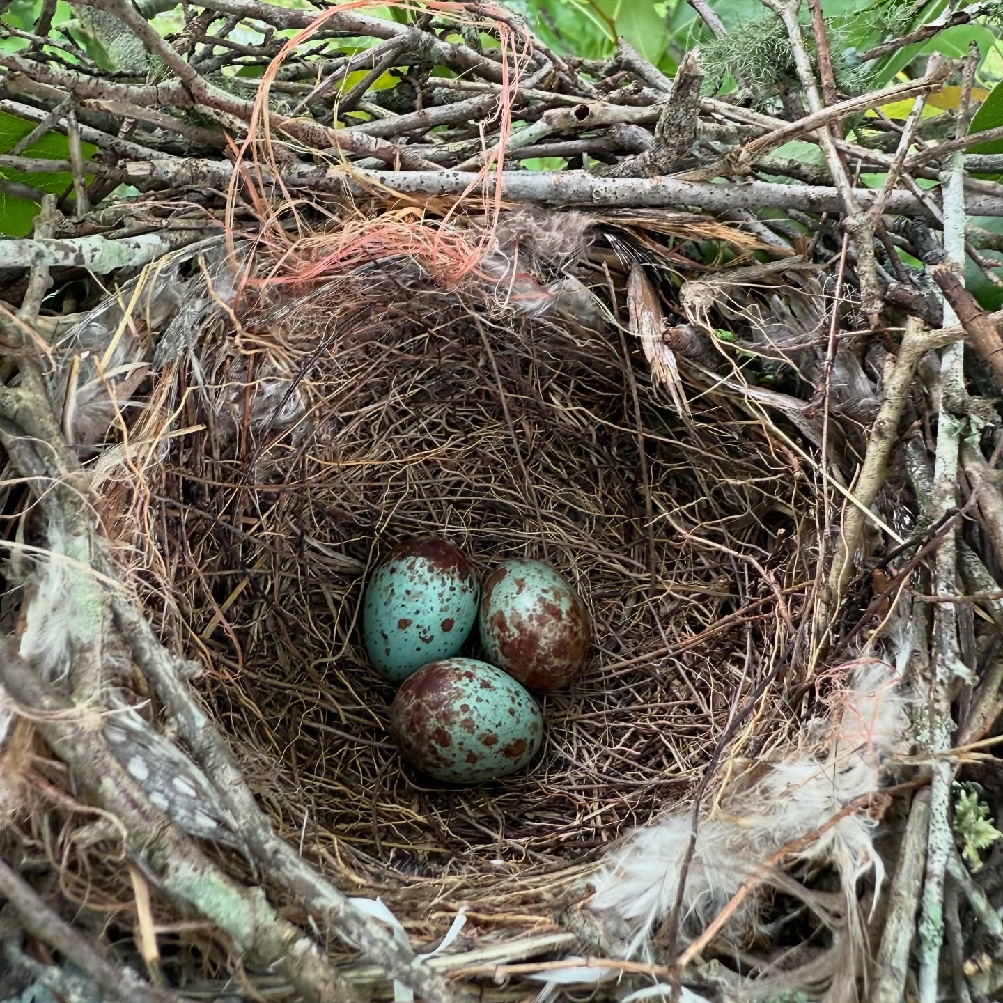 We have lots of birds on the farm. Seems I’m filling our feeders daily. This mockingbird waited impatiently a few feet away while I snapped pictures of her nest in the pear tree. Sure can tell it’s a farm bird from the baling twine and guinea feathers in its nest!