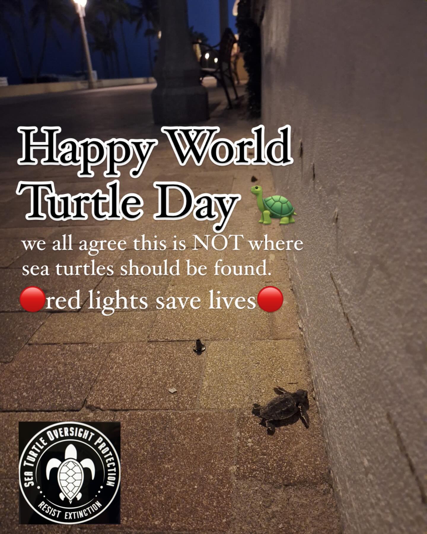 Just a little effort goes a long way to ensure their survival. We got this. Let’s celebrate world turtle day every day by taking small steps….turn ocean facing lights OFF or replace with 🔴bulbs, fill in holes, knock down sandcastles, pick up trash on the beach and keep your distance from nesting turtles. After all….they were here LONG before us. #respectthelocals