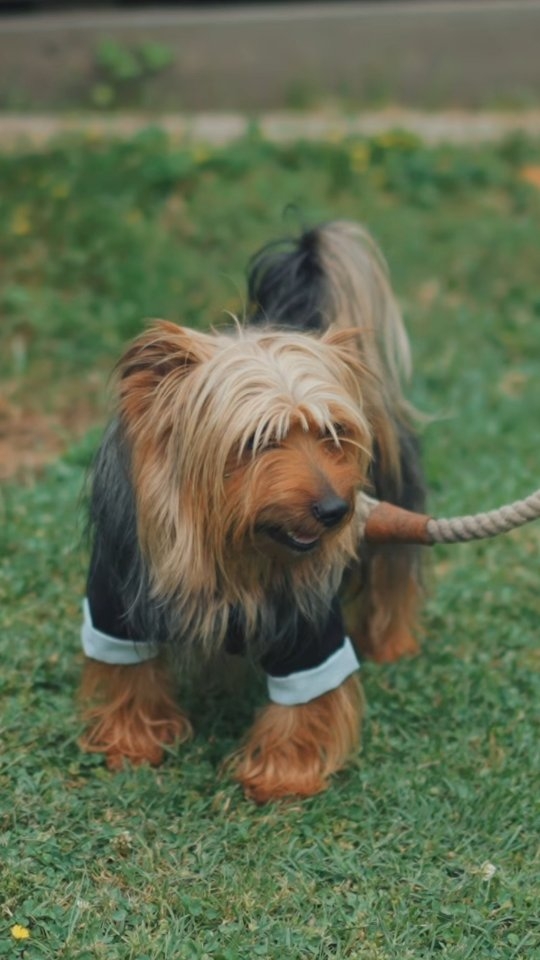 We’ve filmed a lot of love stories… but nothing steals the spotlight quite like four-legged guests! 🐶😻
From dapper dogs in bow ties to horses trotting down the aisle, the real stars of this wedding day weren’t just the couple (though they were pretty stunning too). These adorable animals brought charm, character, and a whole lot of heart to the celebration.
We’re obsessed — and we’re not the only ones.
#weddingvideography #furbabies #cinematic #fourleggedfriend #adorable #obsessed #weddingday #stunning #cute #instalove