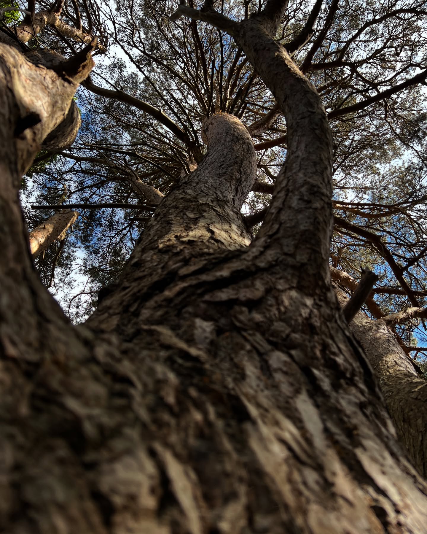 Lovely walk in the woods today, not a bad day at all. #photographer #photography #woodlands #woods #grass