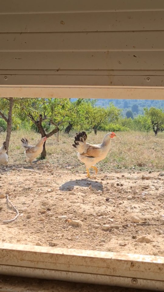 Hoy celebramos el Día Mundial de las Abejas 🐝
Desde El Romero miramos la naturaleza con respeto y admiración. Hoy es un buen día para reflexionar sobre uno de sus engranajes más delicados y esenciales: las abejas.
Estos pequeños seres son pilares silenciosos de la vida en el campo y en el planeta. Su labor como polinizadores mantiene en equilibrio ecosistemas enteros y garantiza la biodiversidad y los alimentos que consumimos. Pero están en peligro.
La contaminación, los pesticidas y nuestras acciones poco conscientes amenazan su existencia. Y con ellas, se tambalea ese sistema natural perfecto que tanto necesitamos.
Cuidar de las abejas es cuidar de la vida. Por eso trabajamos cada día para protegerlas, promoviendo una agricultura que respete y conviva con la naturaleza, sin pesticidas y regenerando con aromáticas que les sirvan de alimento. 🌸🌿
#DíaMundialDeLaAbeja #VidaRural #NaturalezaViva #FincaElRomero
#diamundialdelaabeja #vidarural #naturalezaviva