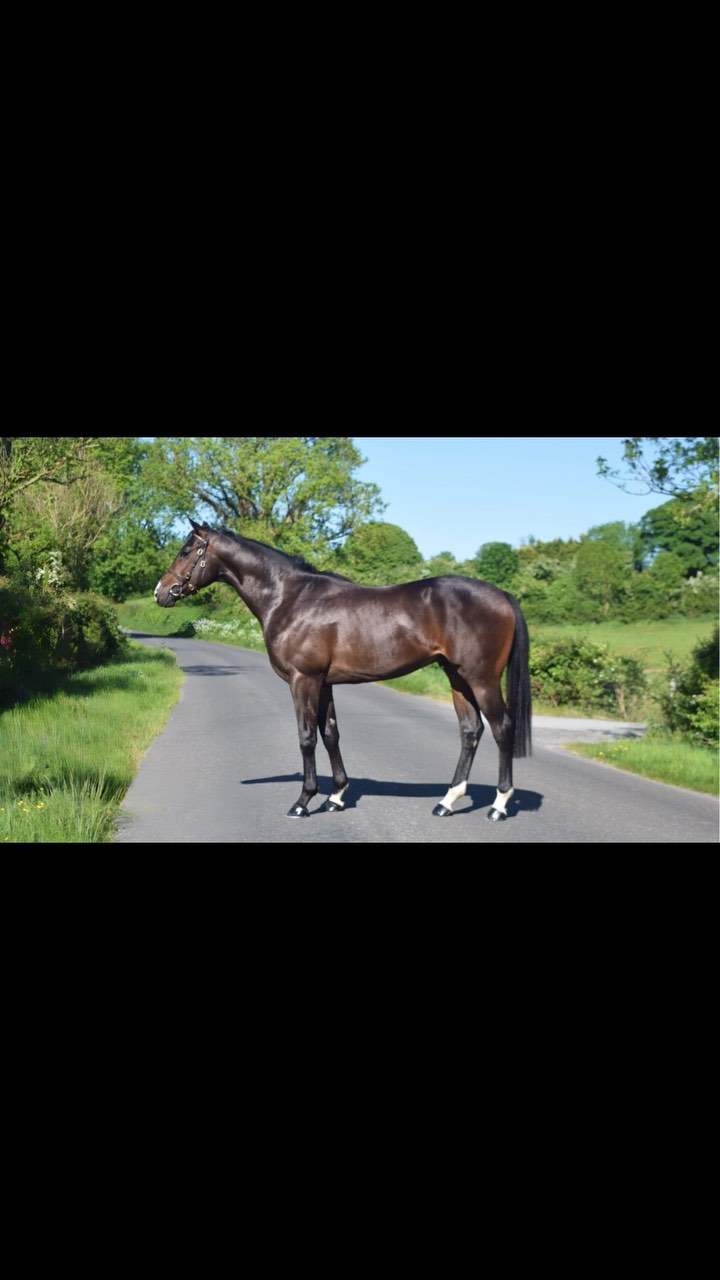 ⭕️🏆☘️ Lot 146 in @tattersalls.ie breeze-up 2025 is this absolutely stunning colt by @tweenhillsstud Kameko, beautiful example of the prodigy of the great colt Kameko his gallop is stand out, he is one to watch tomorrow 👀🔥🏇🏻 @brzups