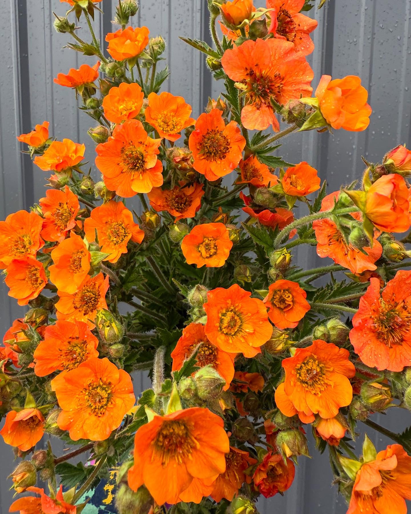 Geeeee, ummmmm.
#geum #cutflowerfarm #406 #montanaflowerfarm #montanafarm #farmfresh #grownnotflown #localflowers
