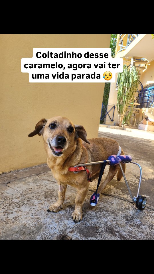 Cada pet é uma história em nossas vidas! Batata mostrando que as dificuldades não impedem sua felicidade e a vontade de viver! 🐶😍
#cao #cachorro #dog
