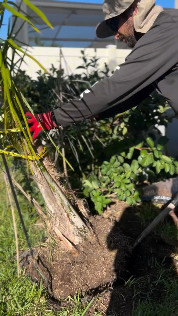 🌴🧑🏻🌾🌴
#lawncareservices #lawnmaintenance#lawncarelife#lawnmaintenanceservice#orlandofl#orlandolandscaping#orlandoflorida#landscape#landscaping#palms