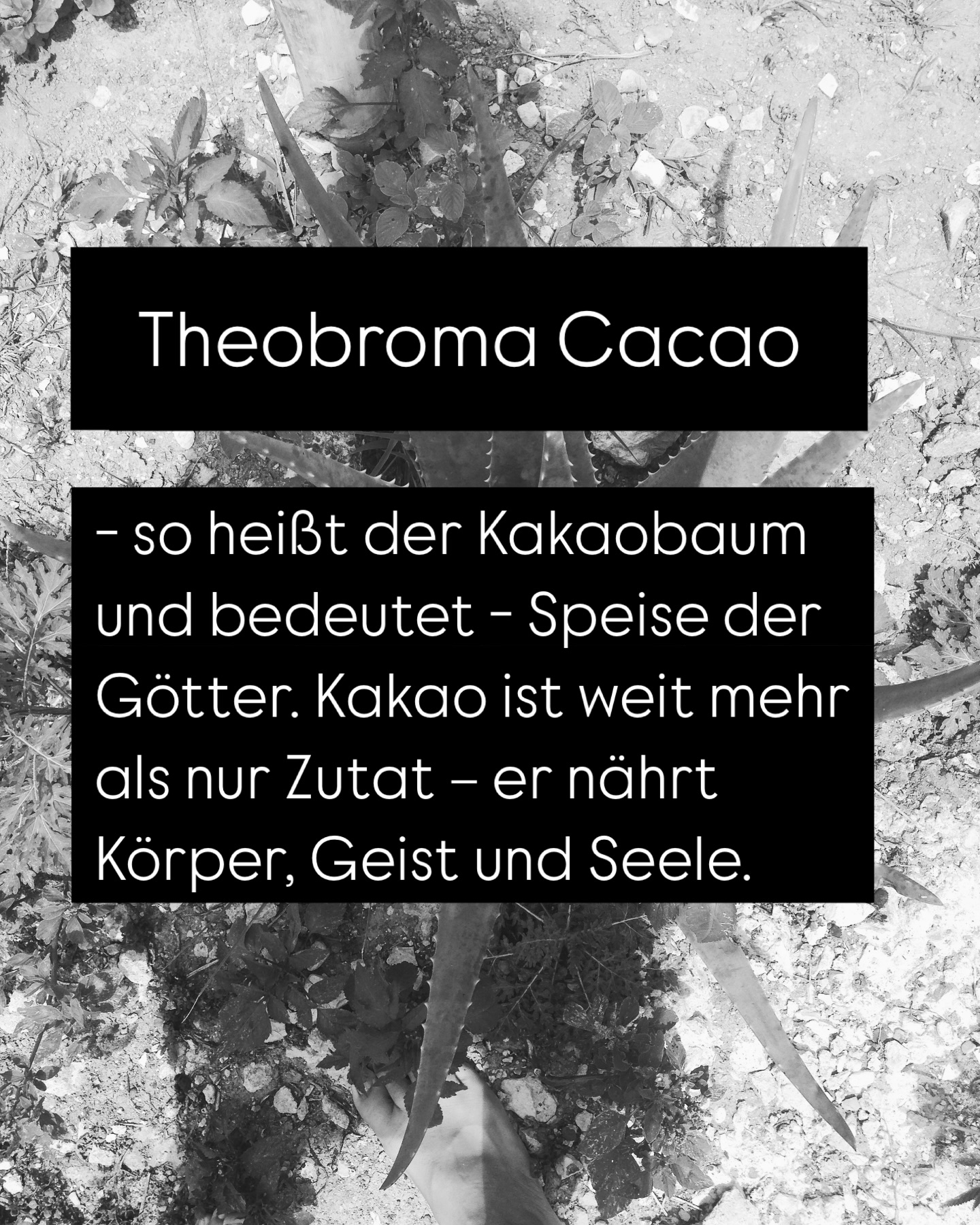 Kein Wunder also, dass Kakao in vielen Kulturen nicht nur als Genussmittel, sondern als Heilpflanze verehrt wurde – und heute noch in Zeremonien verwendet wird.
Wenn du also das nächste Mal eine Tasse zeremoniellen Kakao trinkst:
Du nimmst nicht einfach ein Getränk zu dir.
Du verbindest dich mit einer uralten Pflanze – und mit dir selbst.
#kakaozeremonie #kakaoliebe #zeremoniellerkakao #lachocolatera #theobroma #superfoodkakao #cacao #ritualkakao #ecuador #esmeraldas