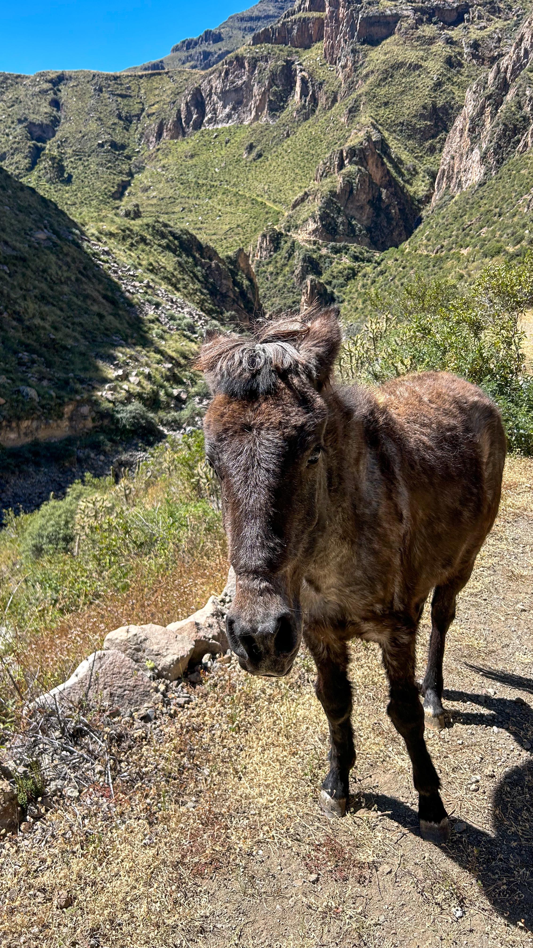 How would one bring a donkey on a flight? Asking for a friend 🫏 #peru #andesmountains