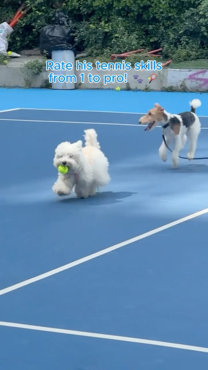 That “catch me if you can” energy? It’s not just natural — it’s supported 😉
We start joint care early with Pawizon so he never has to slow down 🐾
#DogSupplements #Pawizon #dogtennis #dogoftheweek #cutedoglife #cutepuppies #dogoftheday #healthypup #dogmom #DogHealth #doglife #doglover #petlife #sweetpuppy #havingdogsbelike #dogsports #westhighlandterrier #westhighlandwhiteterrier