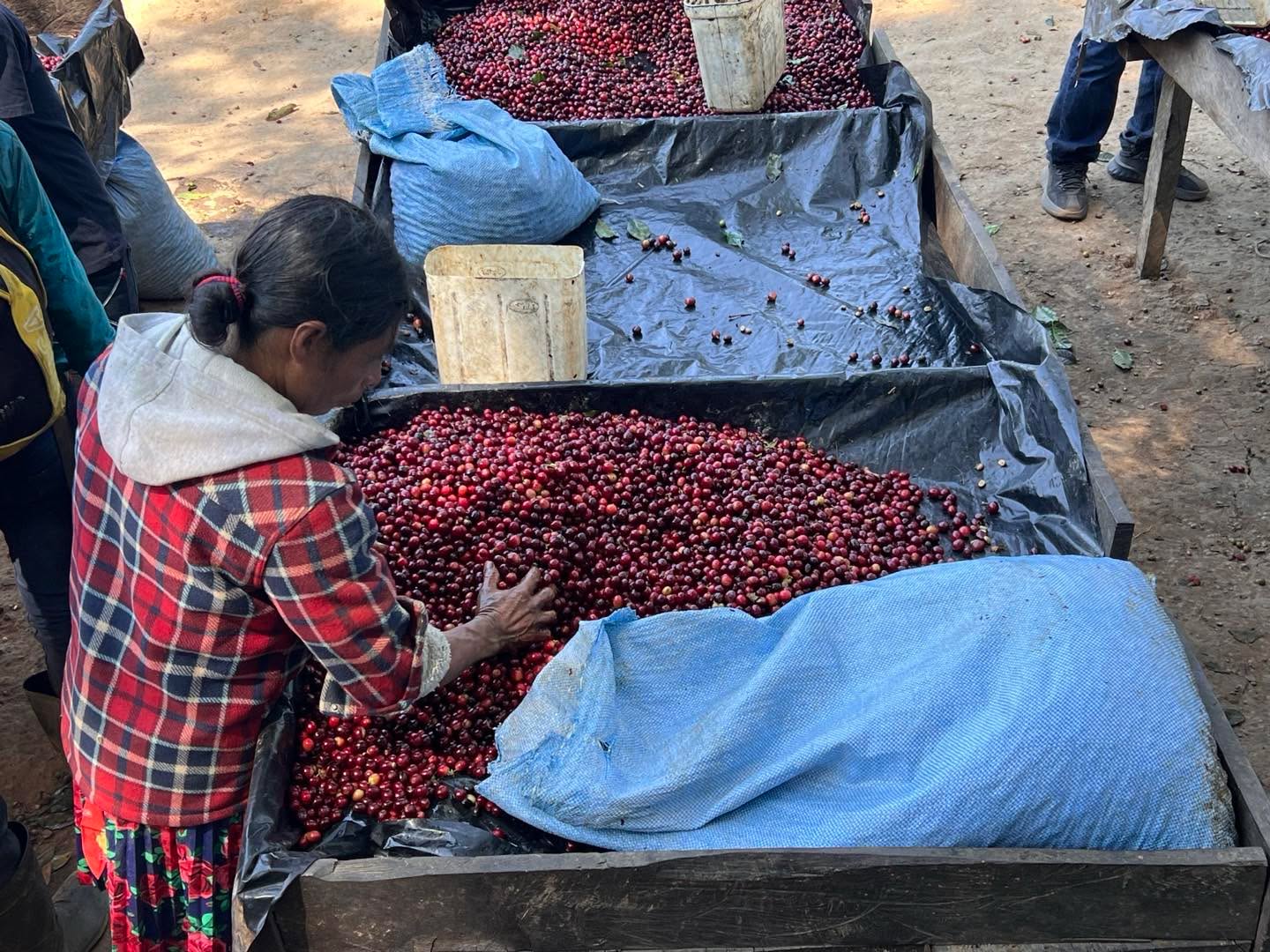 Hand-sorting coffee cherries is where quality begins.
At El Gigante, every cherry is carefully inspected—immature or overripe ones are separated from the perfect, ripe red gems. This meticulous process ensures clarity, sweetness, and consistency in the cup. It’s a labor of love, led by the skilled hands of women who carry generations of knowledge and care.
#ElGiganteCoffee #CoffeeSorting #SpecialtyCoffee #GuatemalaCoffee #HandSorted #QualityInEveryStep #WomenInCoffee